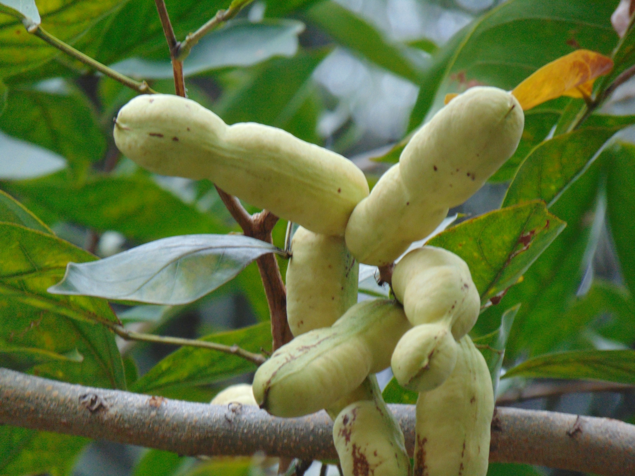 Photo of sacky sac bean (10/10)