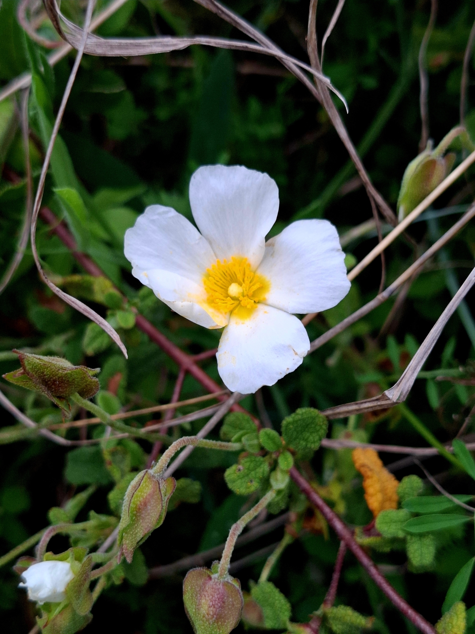 Photo of Sage-leaved Rock-rose (5/12)