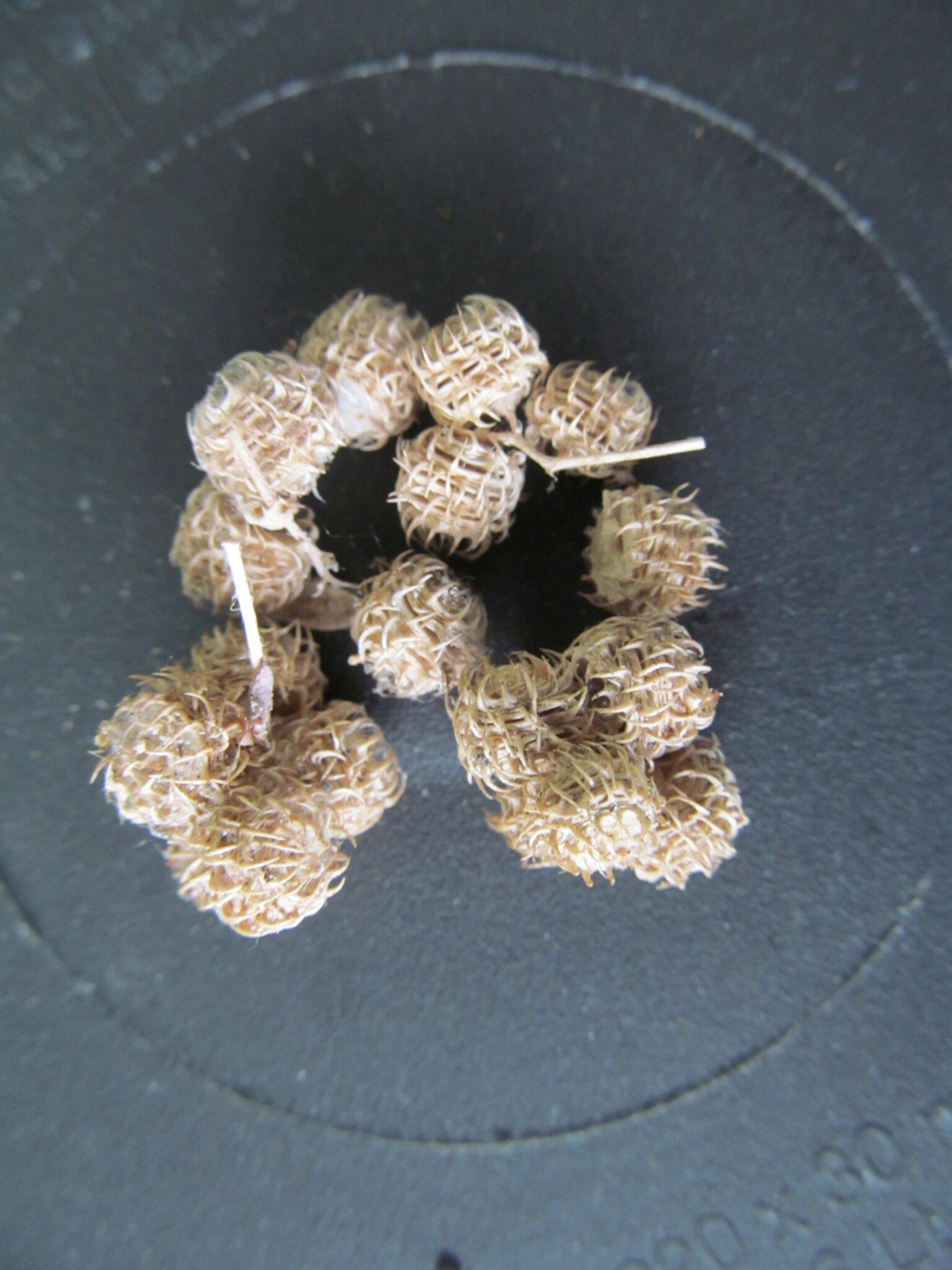 Photo of Spotted medick (8/12)