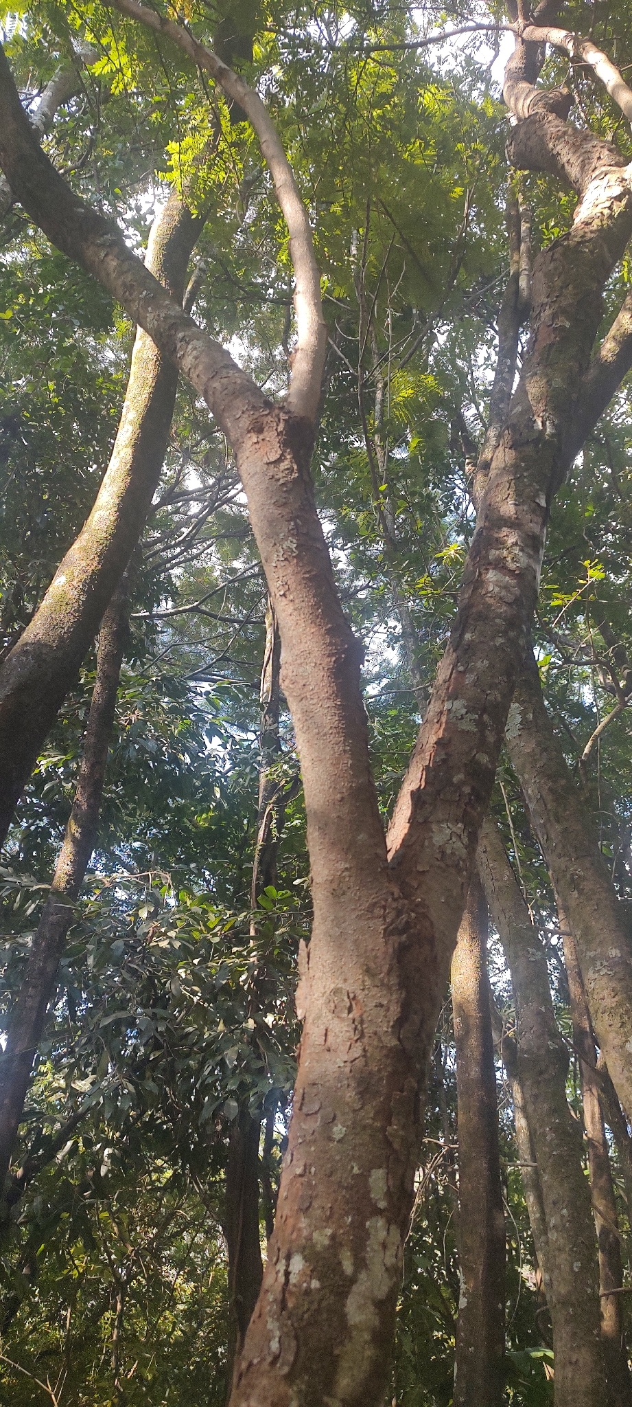 Photo of Dalbergia villosa (11/11)