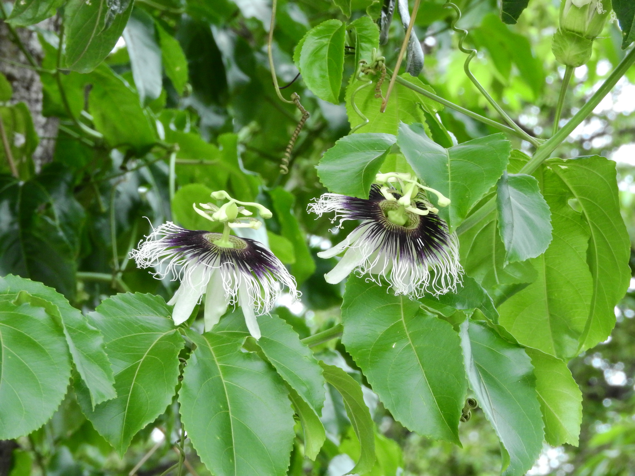 Photo of Yellow passionfruit (12/12)