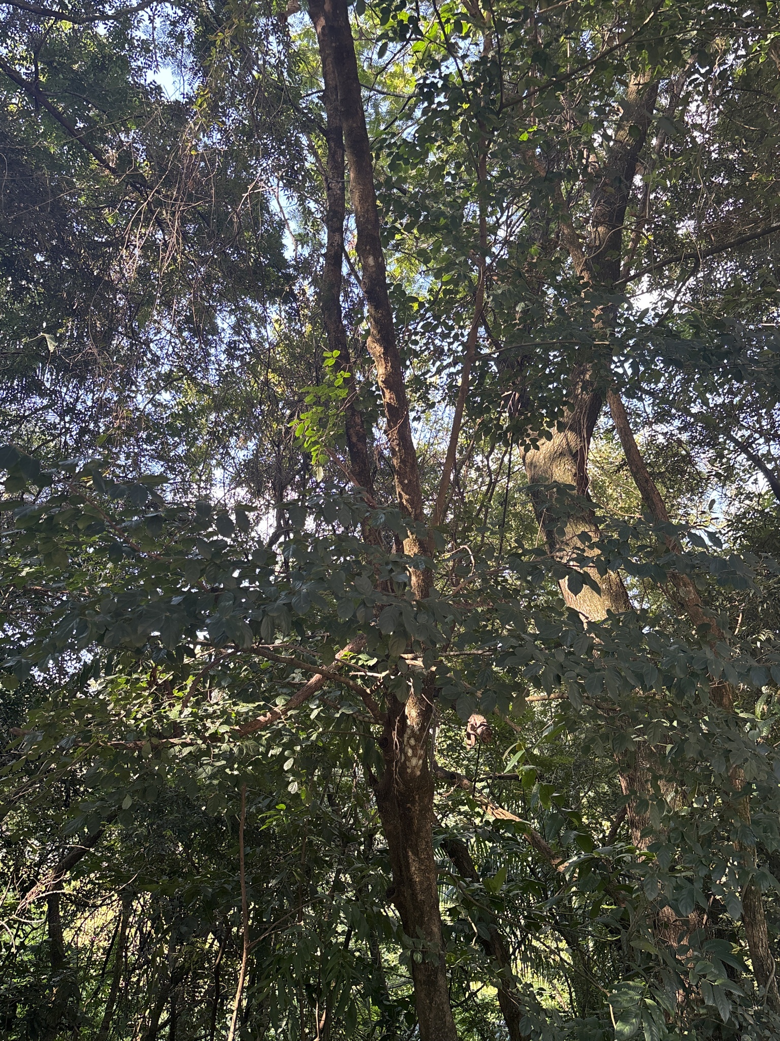 Photo of Casearia decandra (7/12)