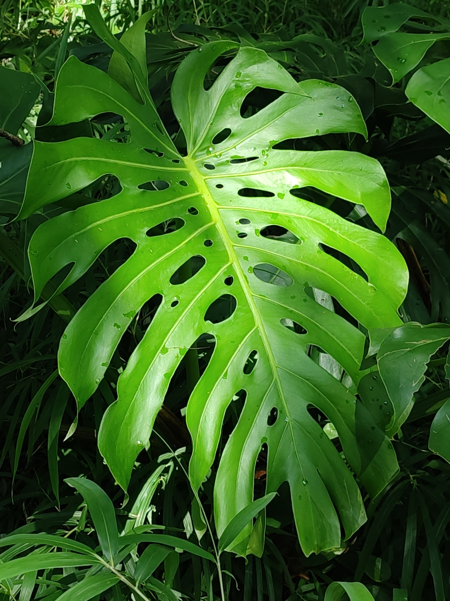 Photo of Swiss Cheese Plant (4/12)