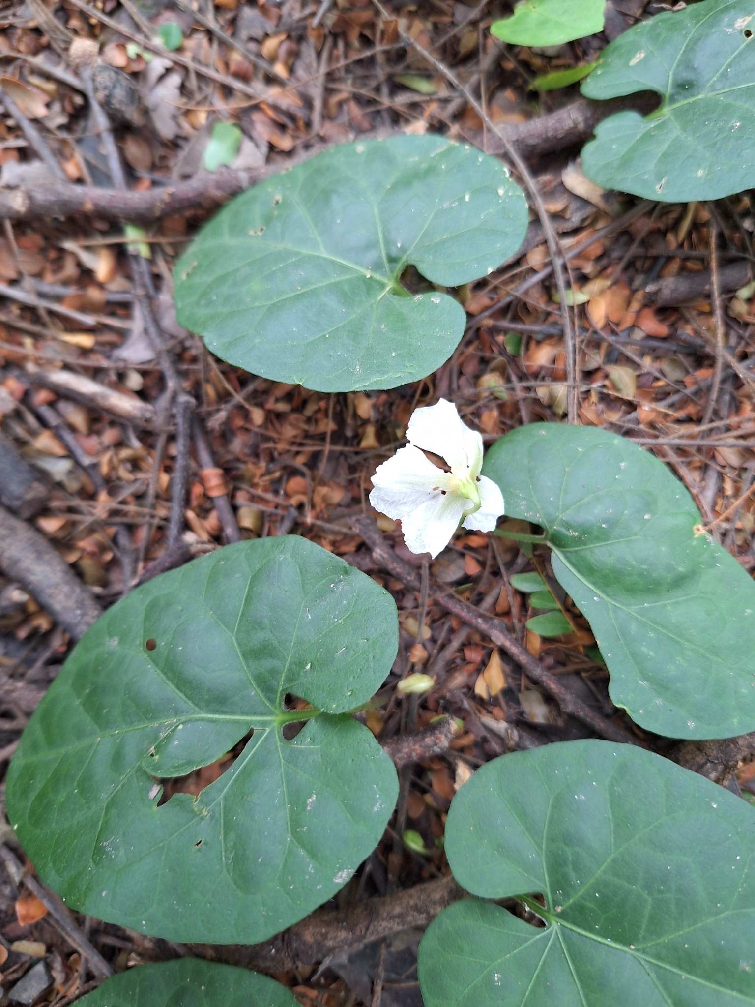 Photo of gingerleaf (6/9)