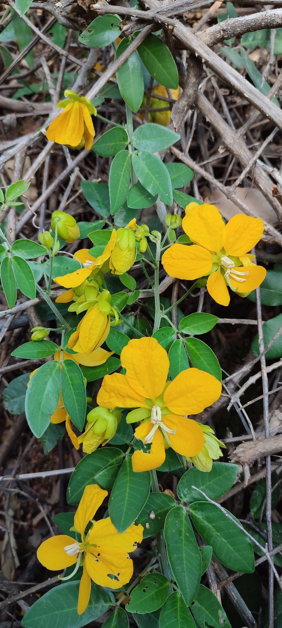Photo of Senna angulata (3/12)