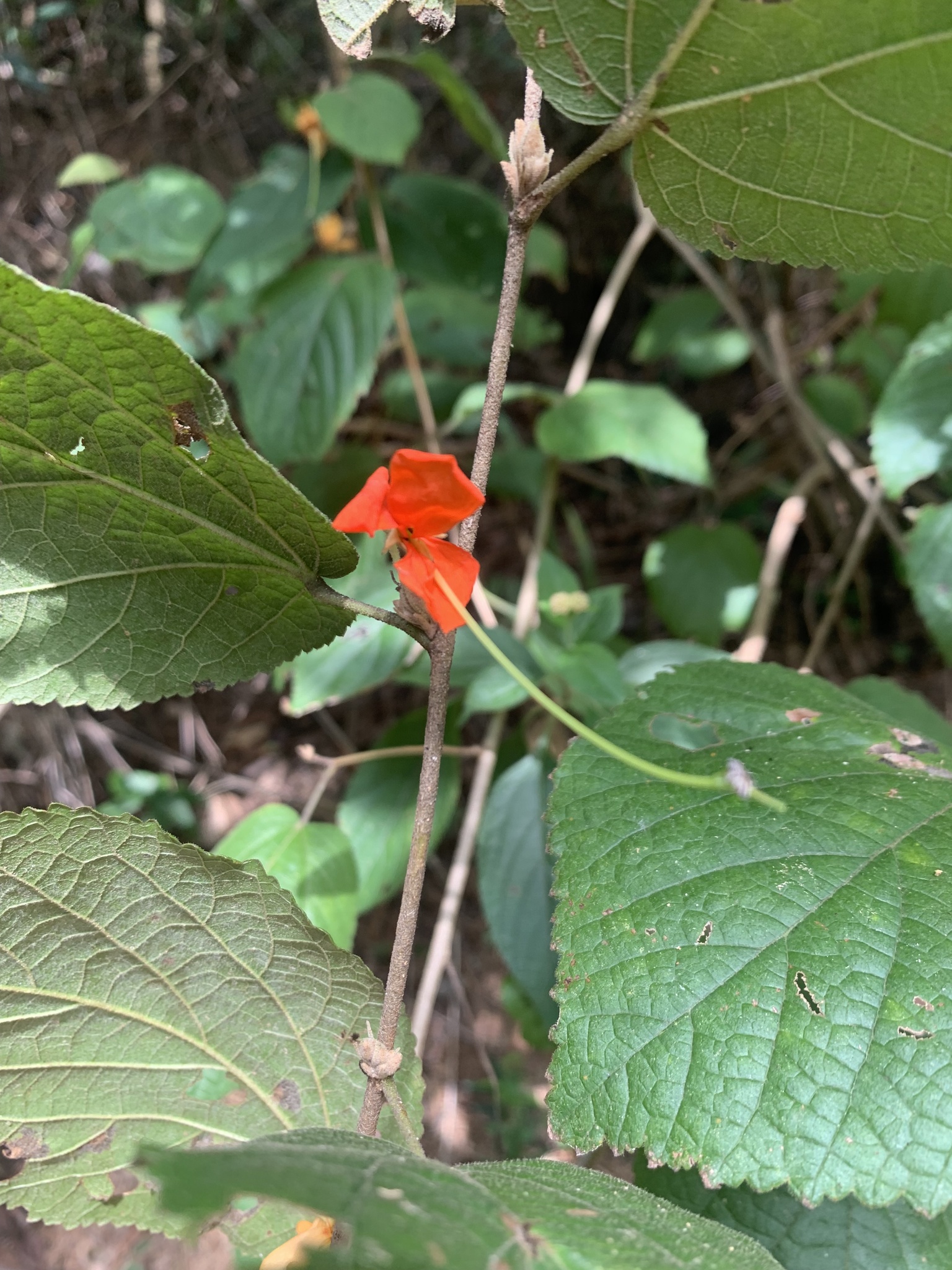 Photo of Angiospermae (5/6)
