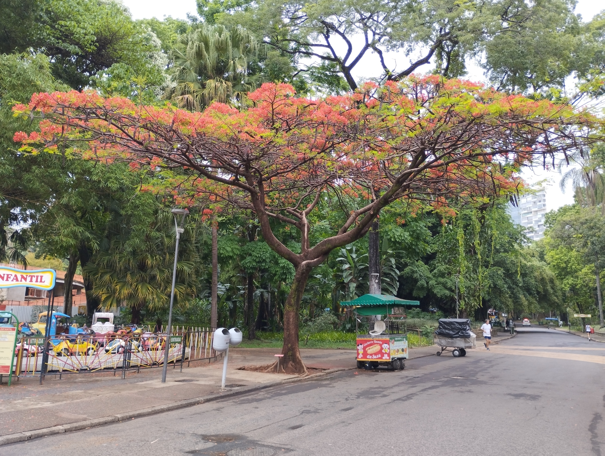 Photo of Flamboyant (5/12)