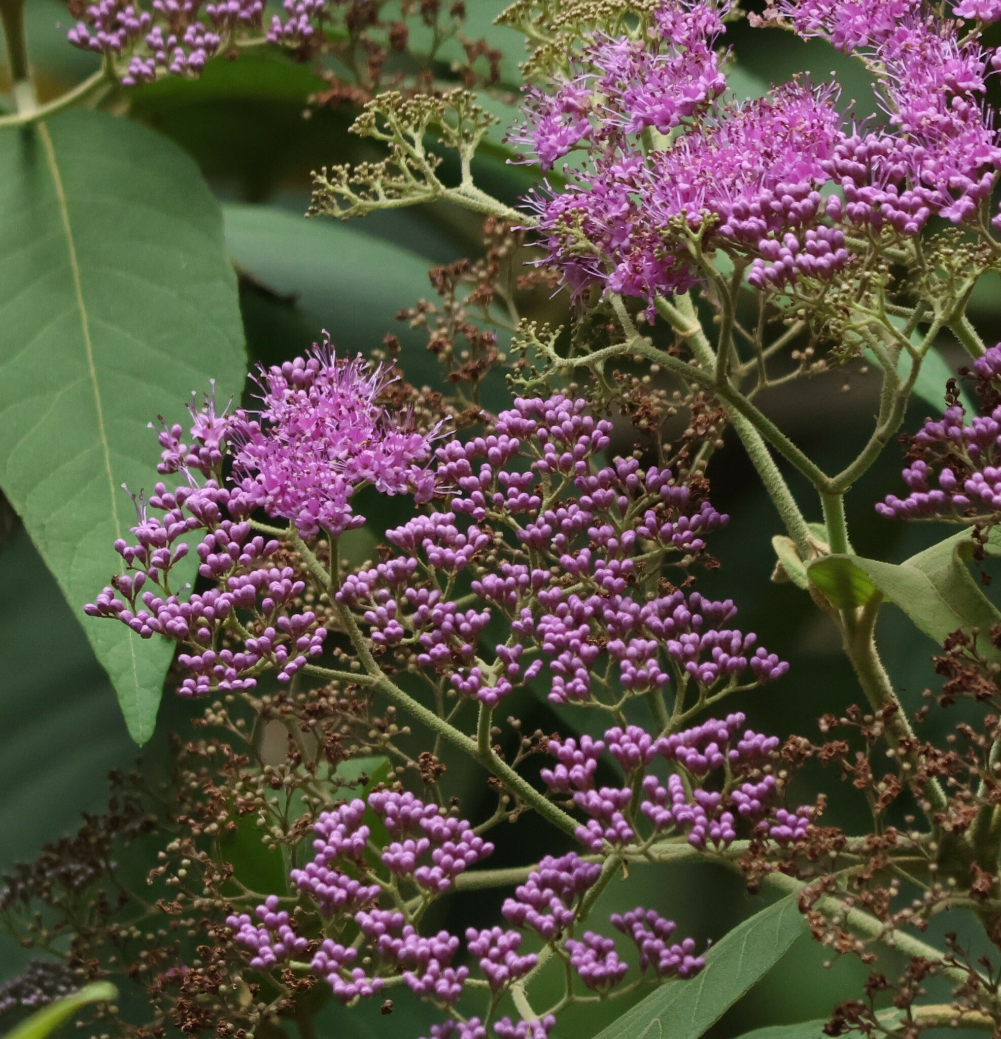 Photo of Magnoliopsida (3/5)
