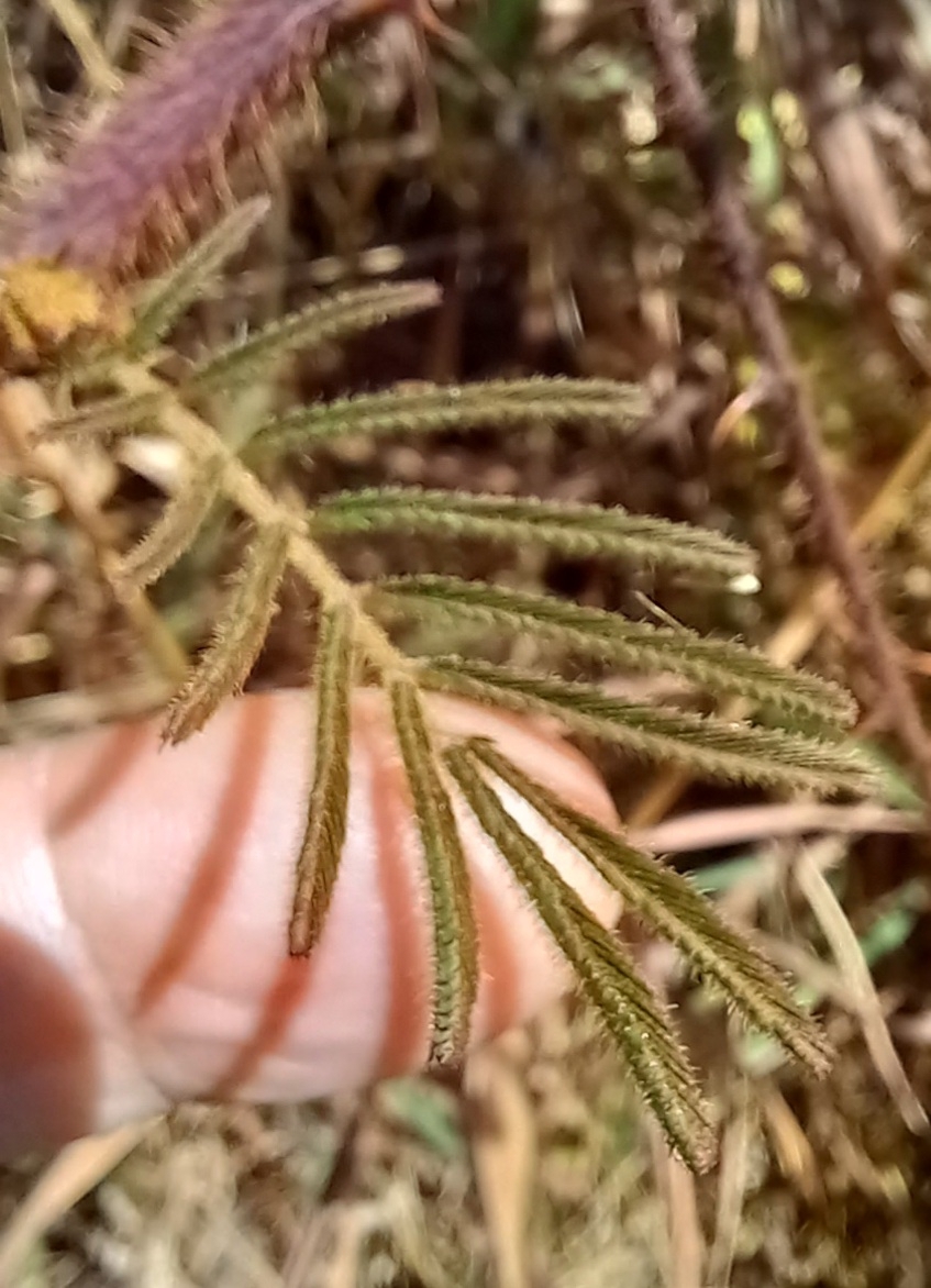 Photo of Mimoseae (3/6)