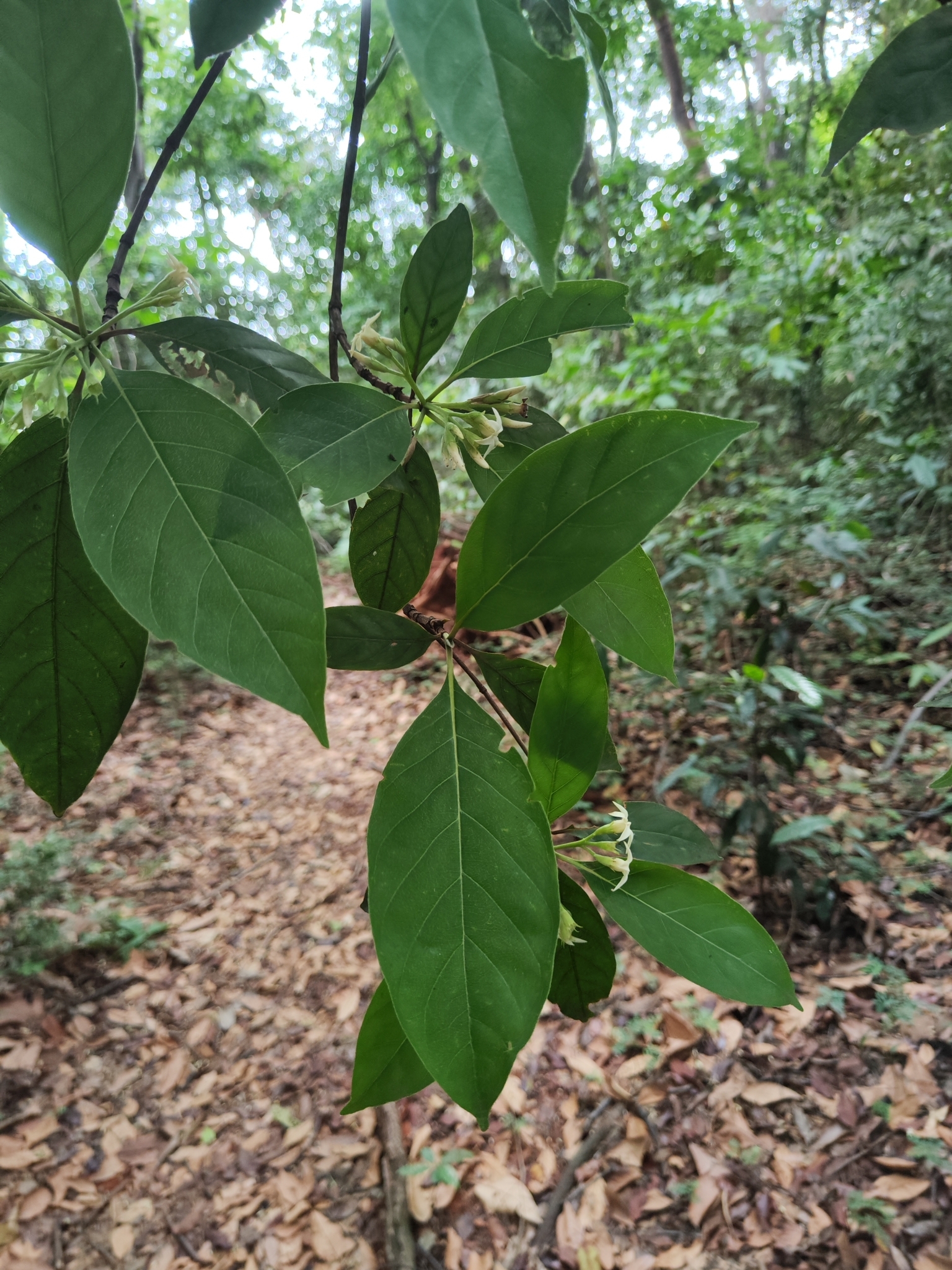 Photo of Rubiaceae (1/7)