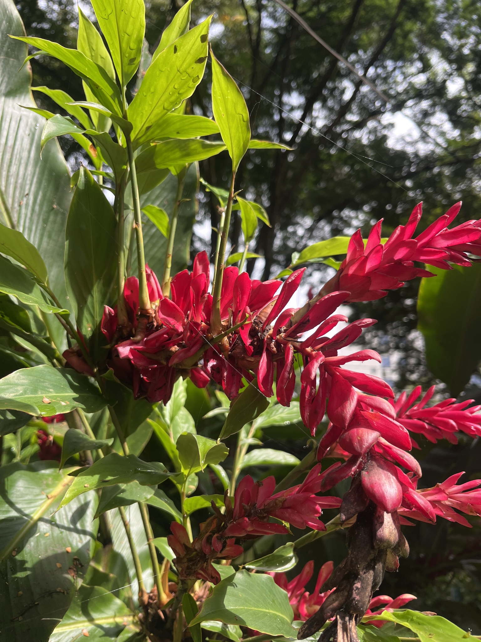 Photo of Red Ginger (1/12)