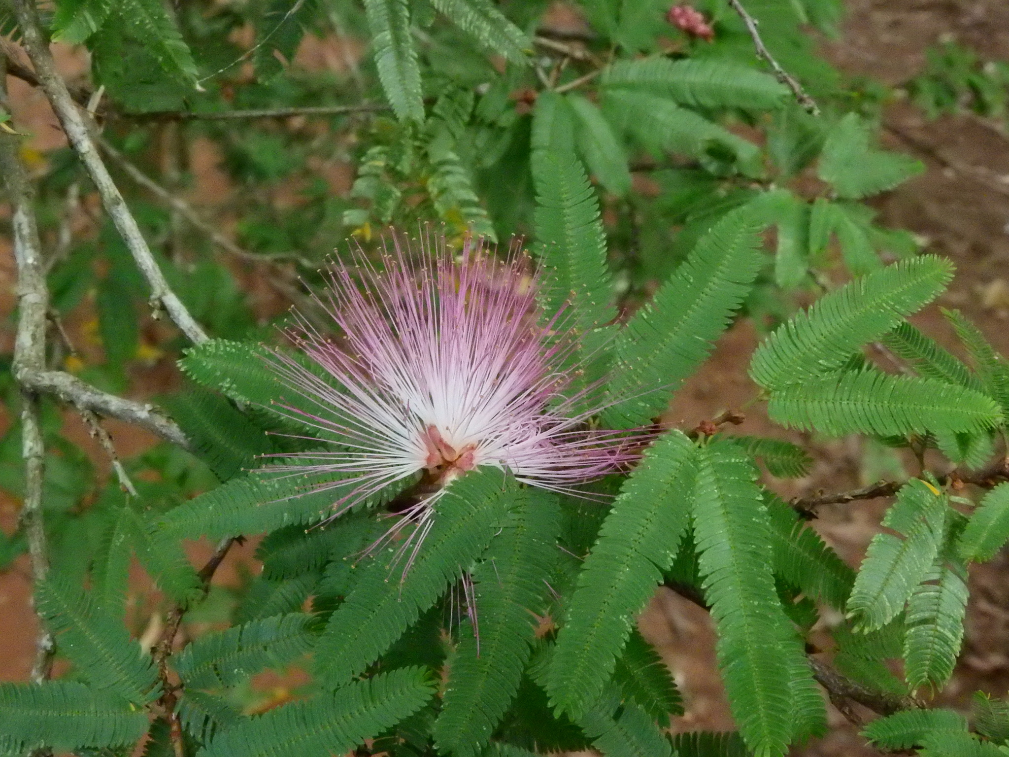 Photo of Pink Powderpuff (9/9)