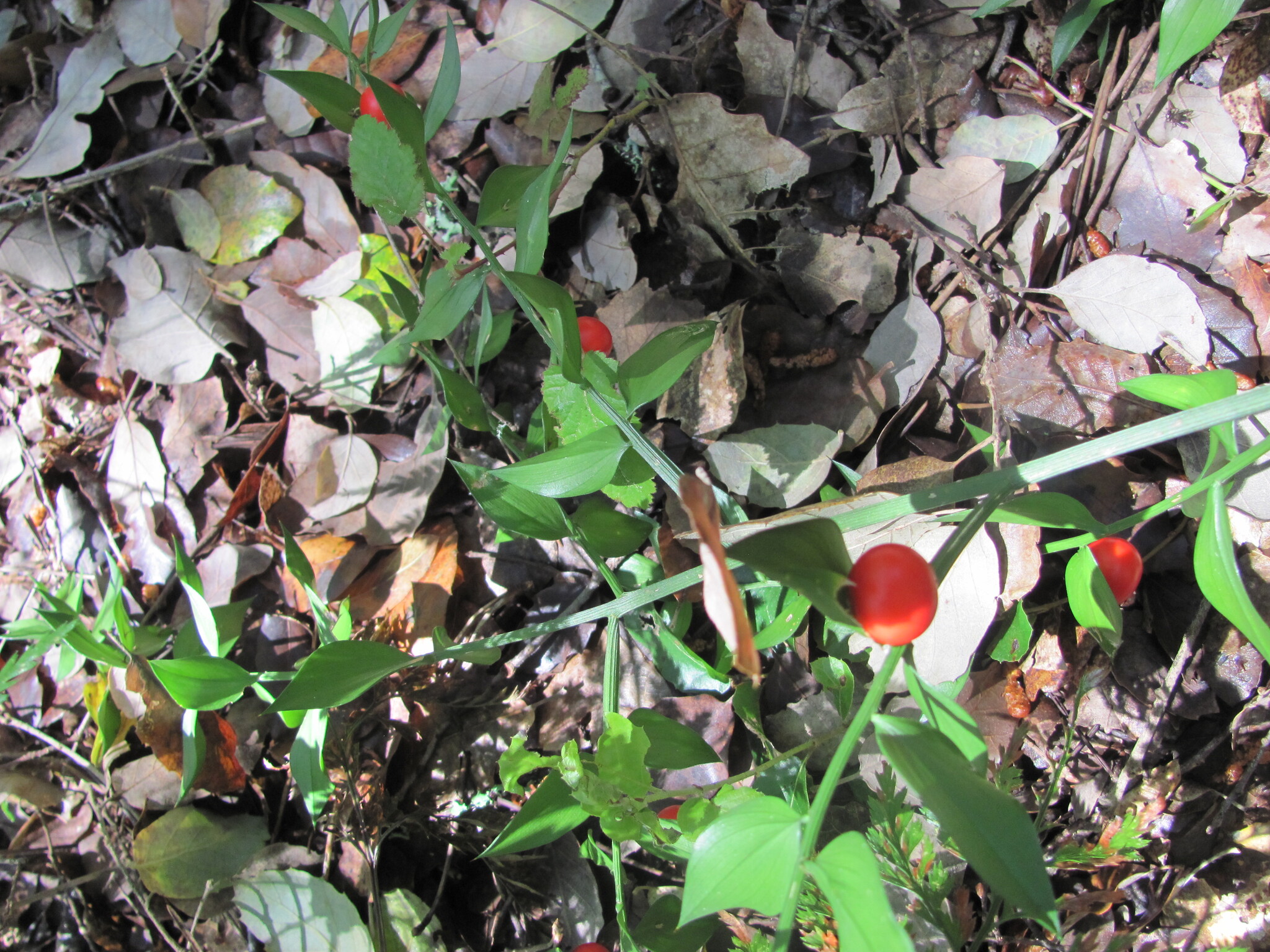 Photo of butcher's-broom (4/7)