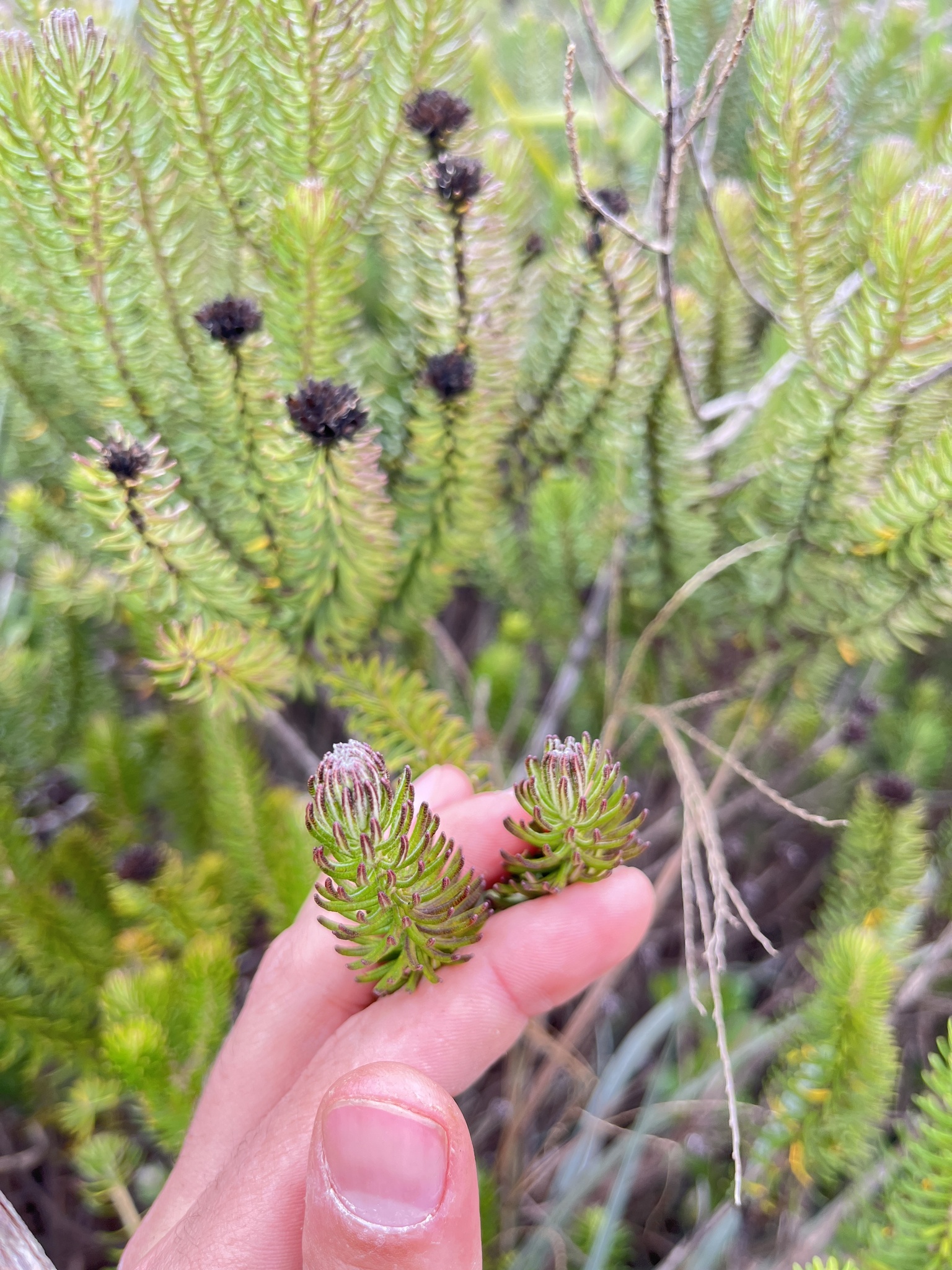 Photo of Lychnophora pinaster (9/12)
