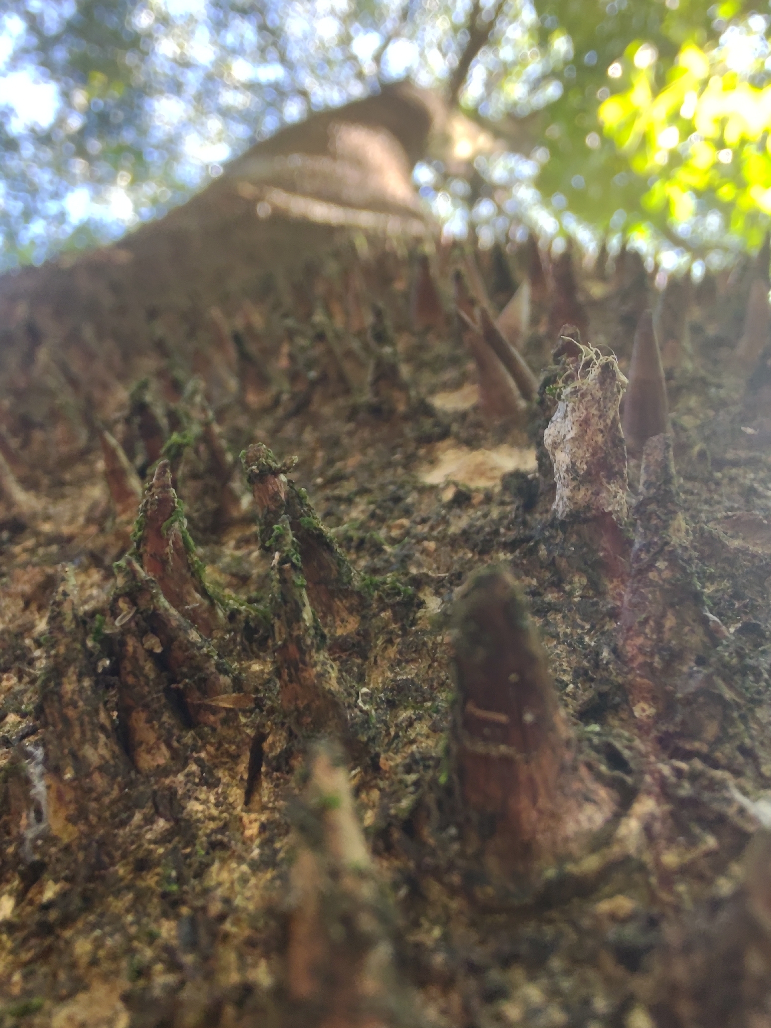 Photo of Angiospermae (2/6)