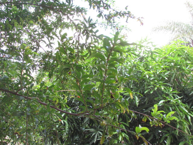 Photo of pomegranate (4/6)