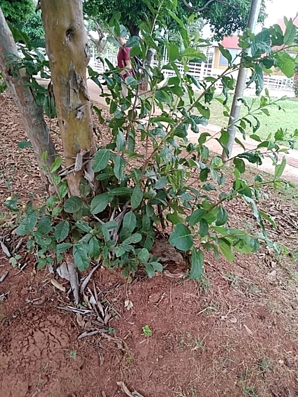 Photo of Brazilian Guava (8/10)