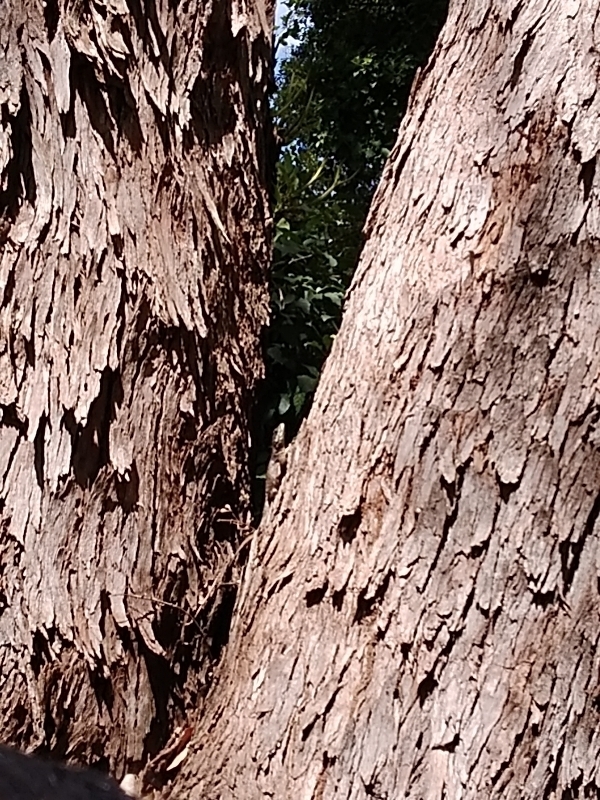 Photo of Plantae (4/4)
