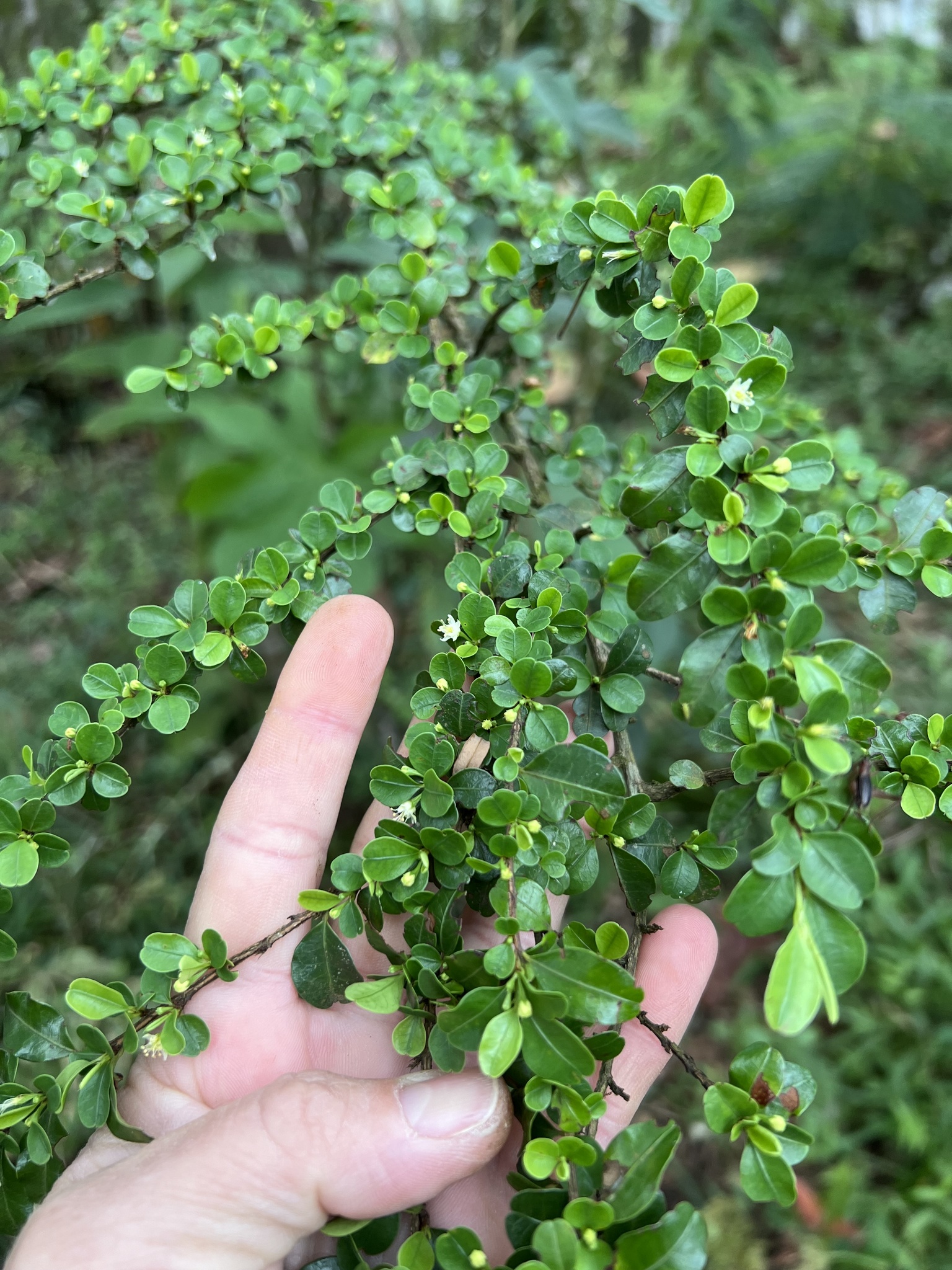 Photo of Erythroxylum (5/8)