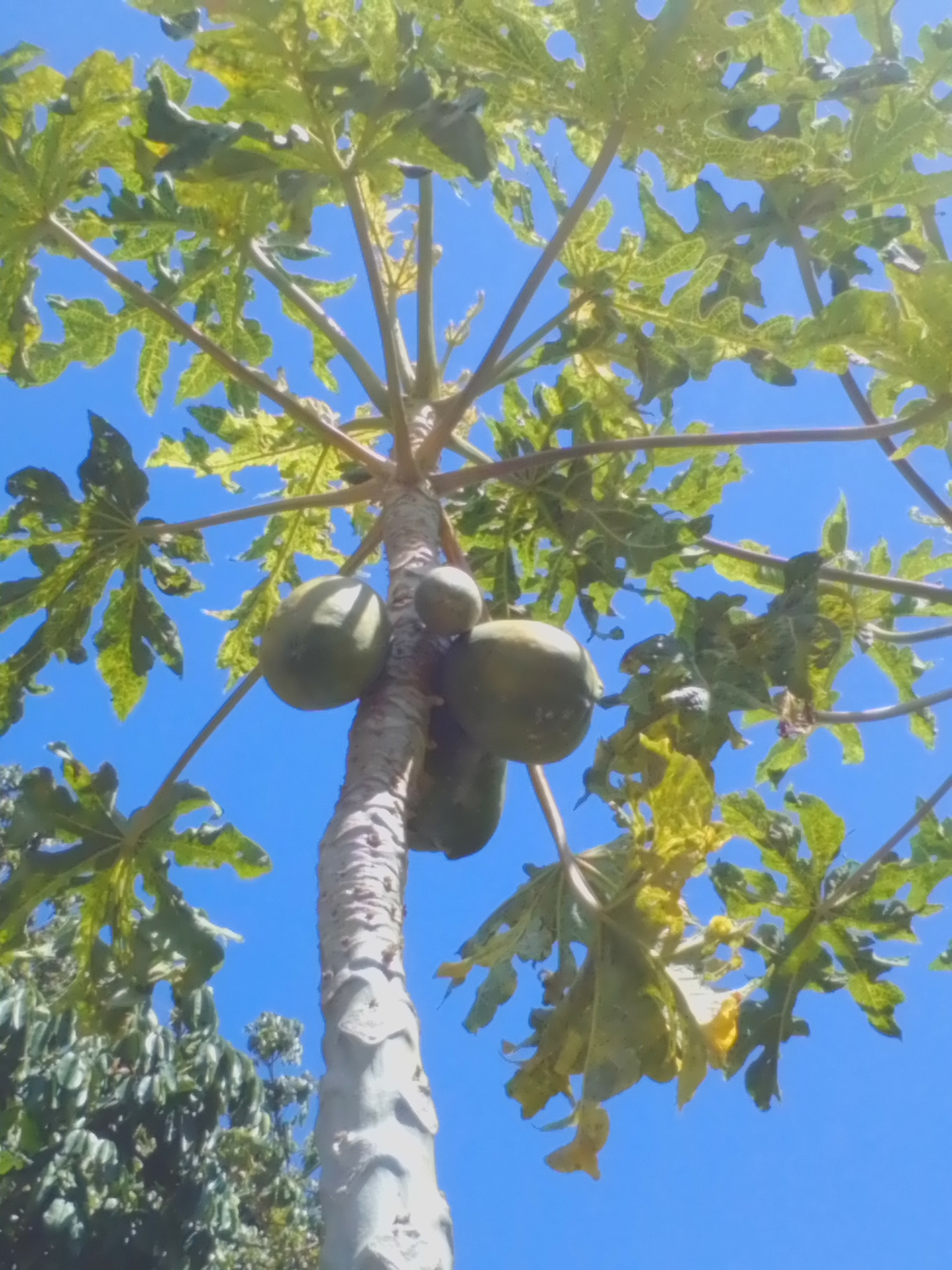 Photo of Papaya (6/12)