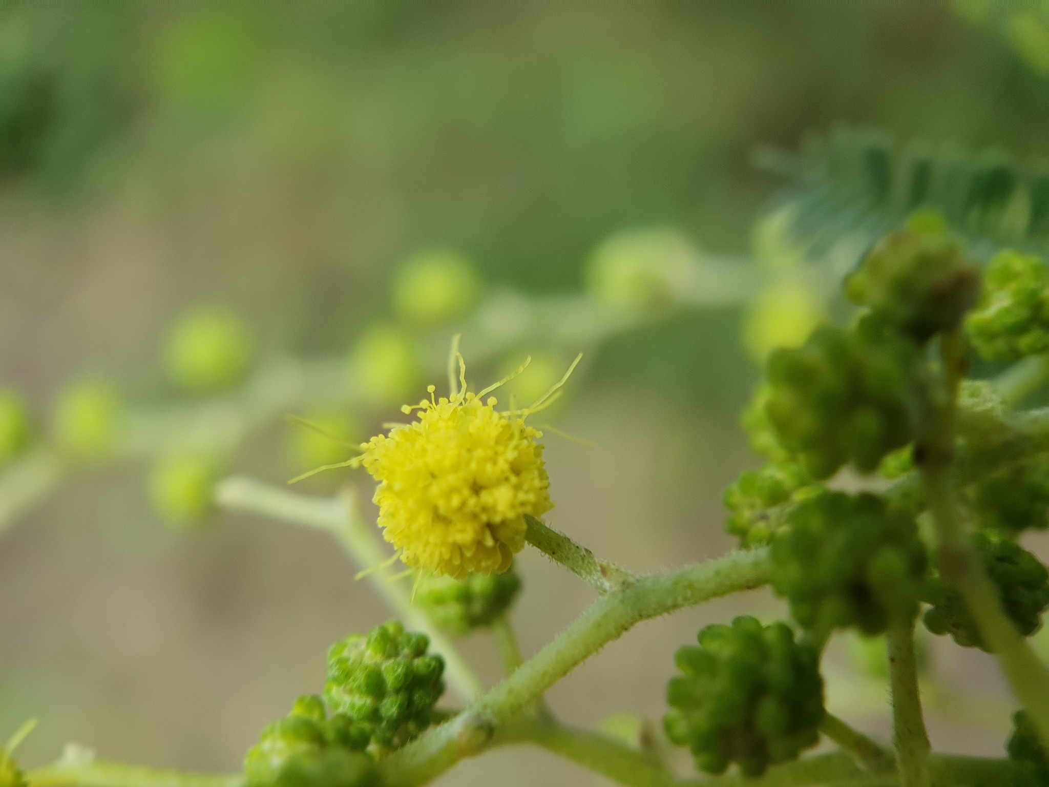 Photo of Silver wattle (6/12)