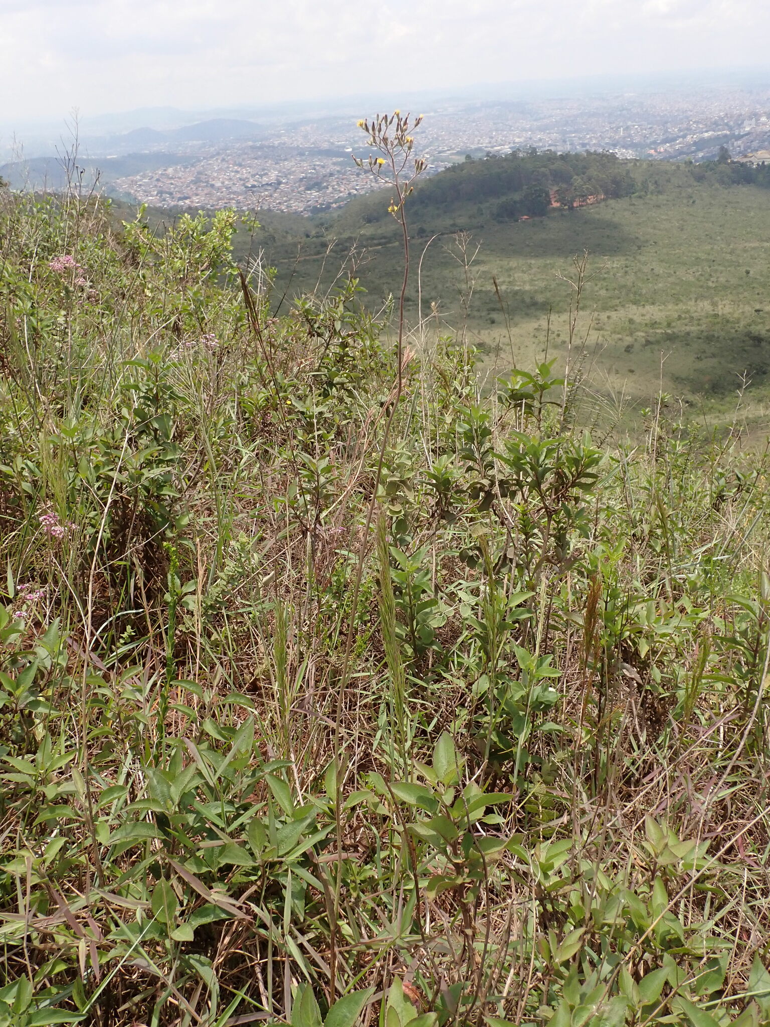 Photo of Hieracium (7/7)