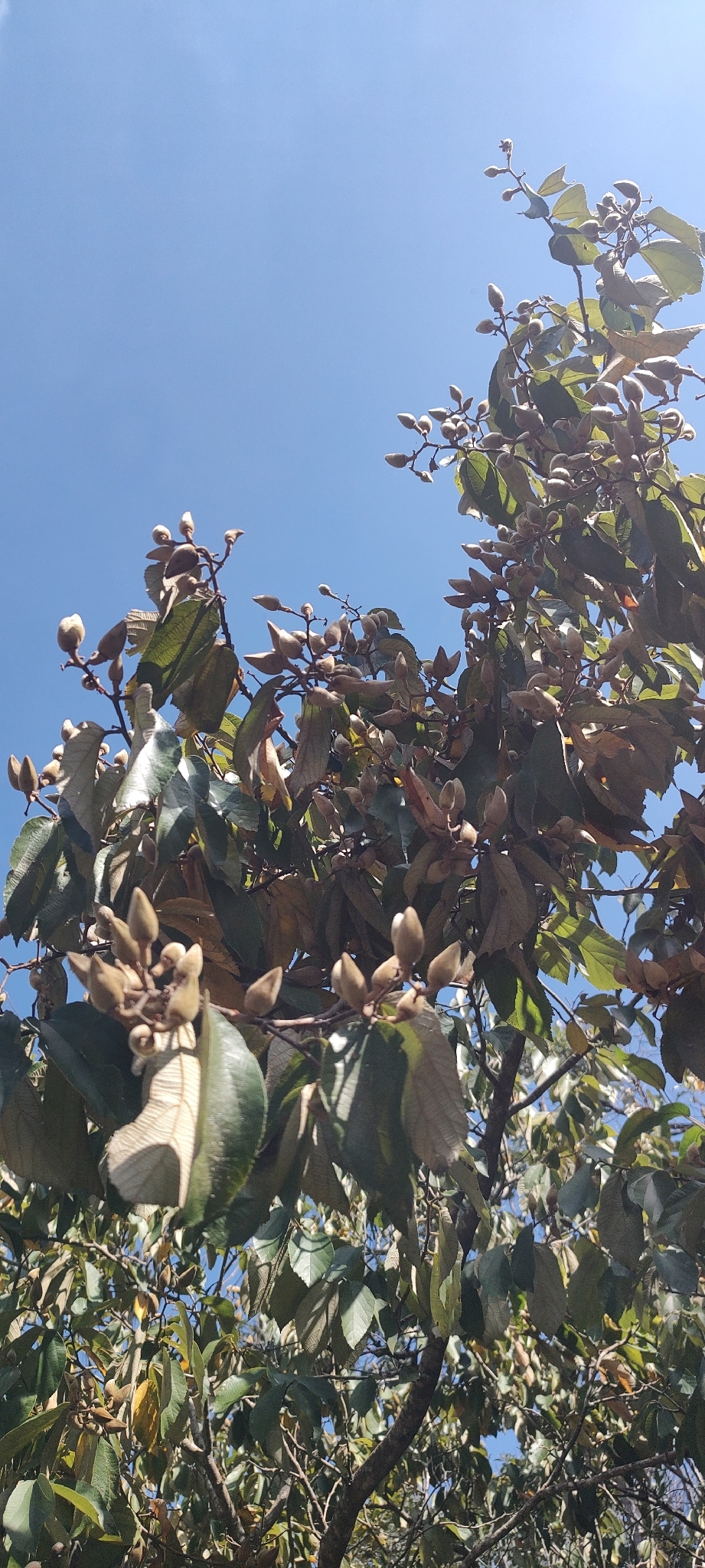 Photo of Luehea divaricata (7/12)