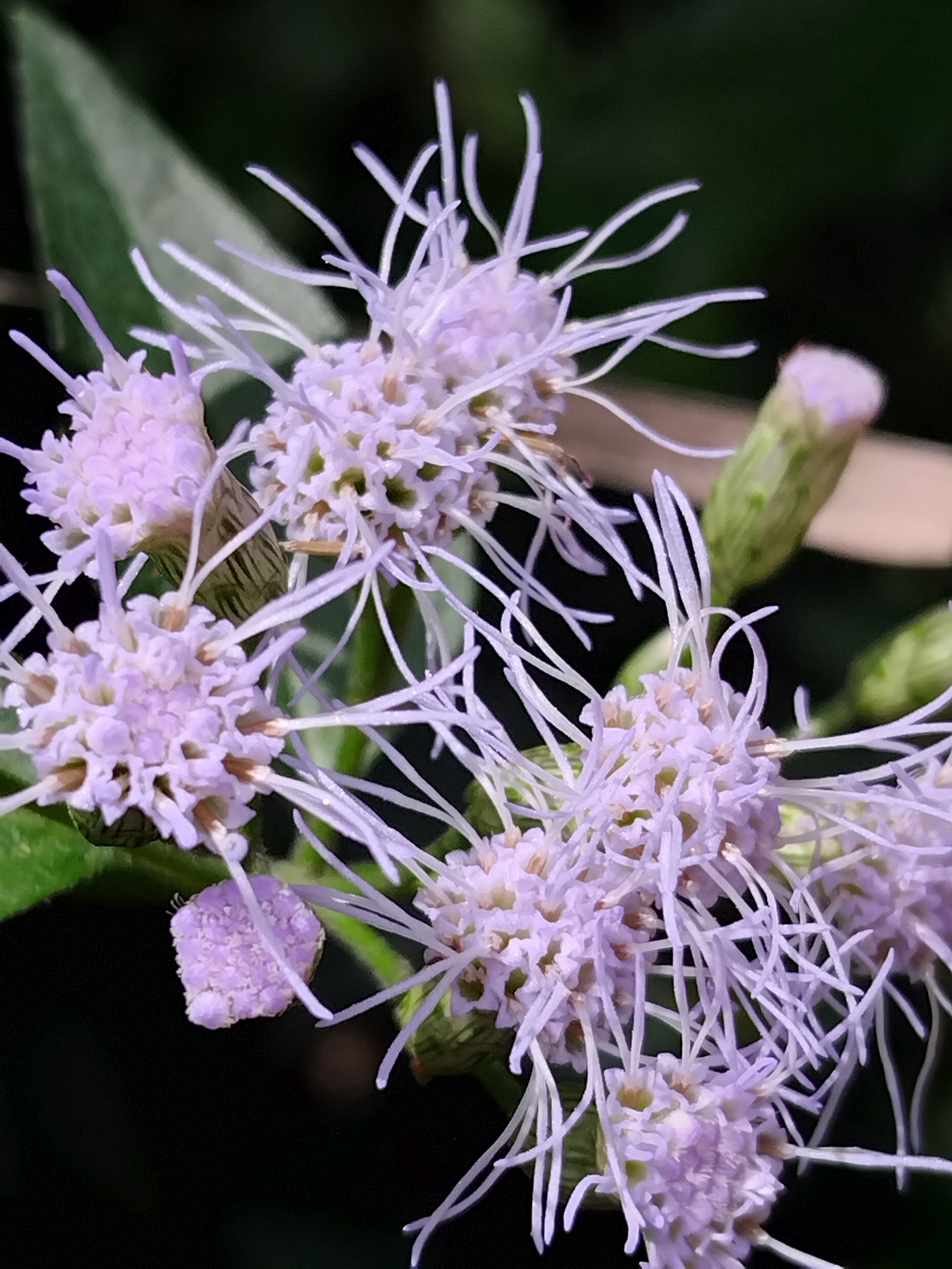 Photo of Siam weed (7/9)