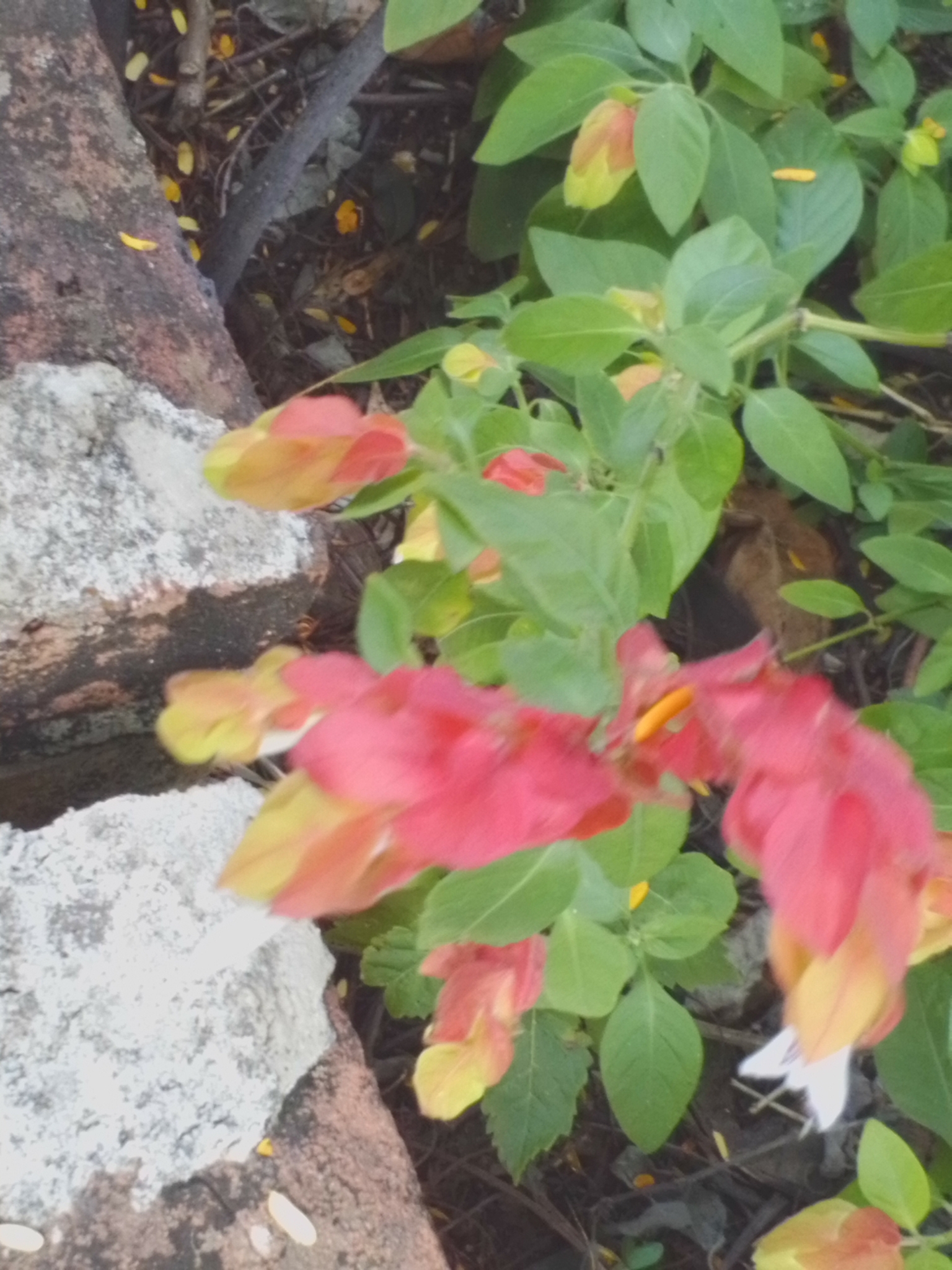 Photo of Shrimp plant (4/6)