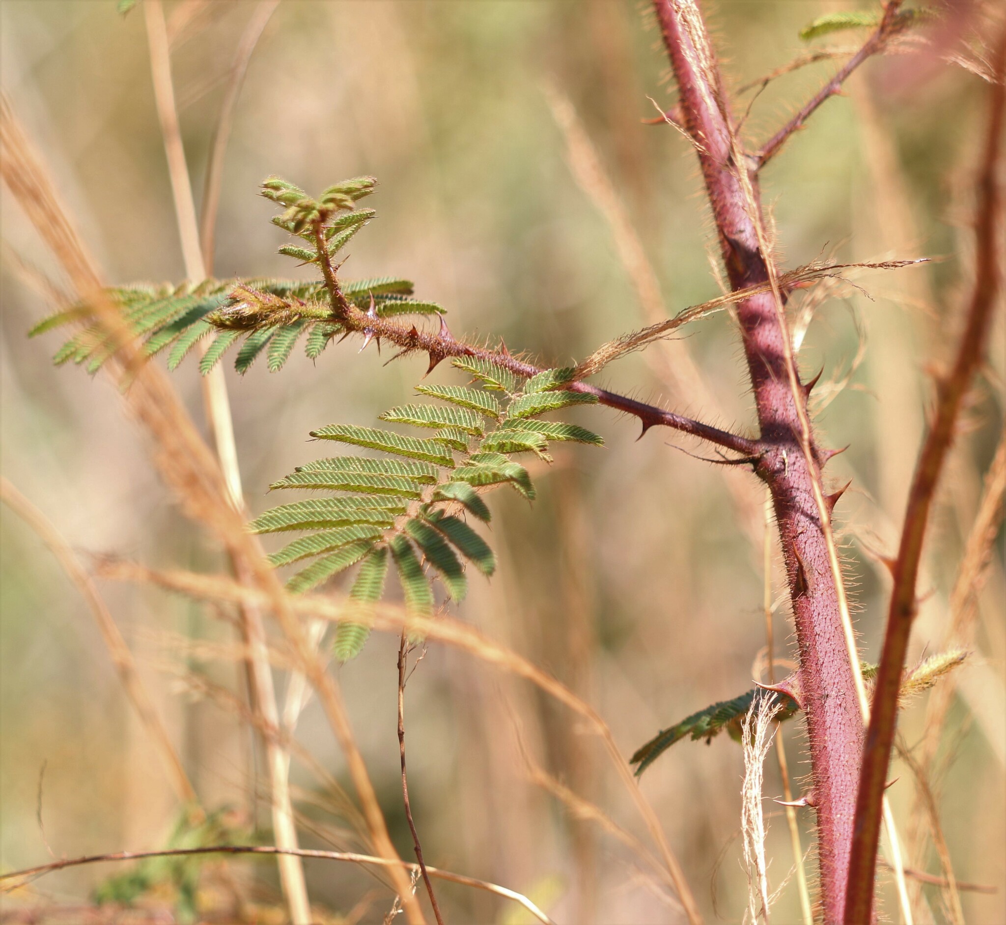 Photo of Mimoseae (1/6)