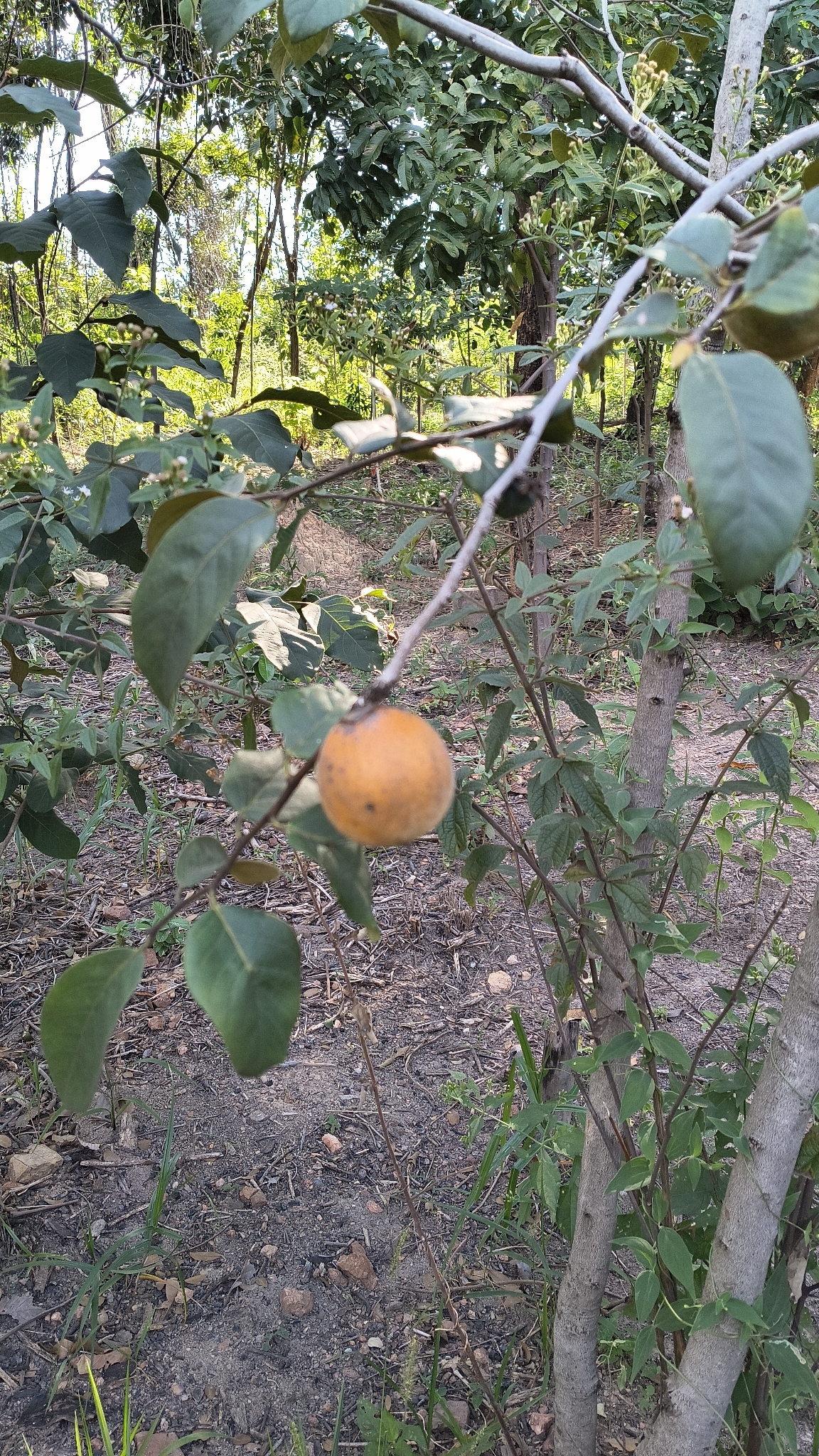 Photo of Diospyros lasiocalyx (9/12)