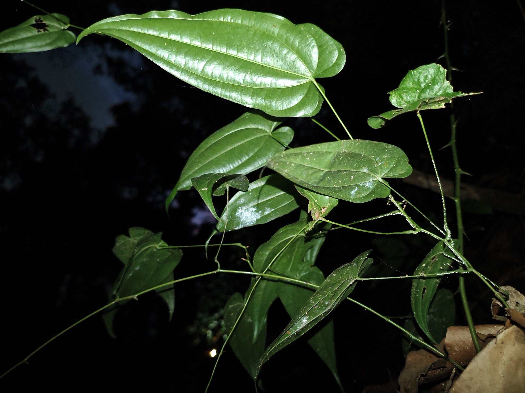Photo of Dioscorea (7/7)