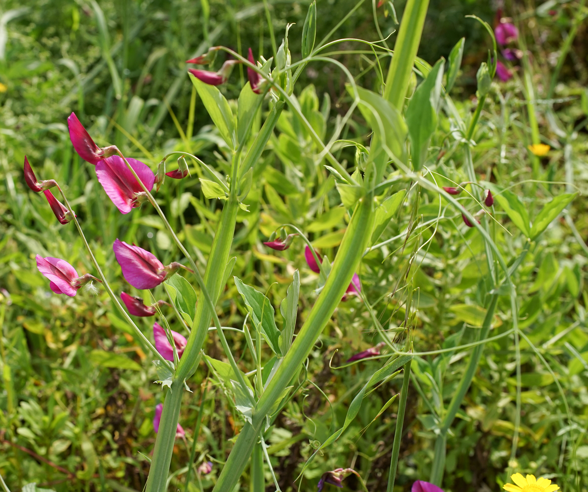Photo of Tangier Pea (10/11)