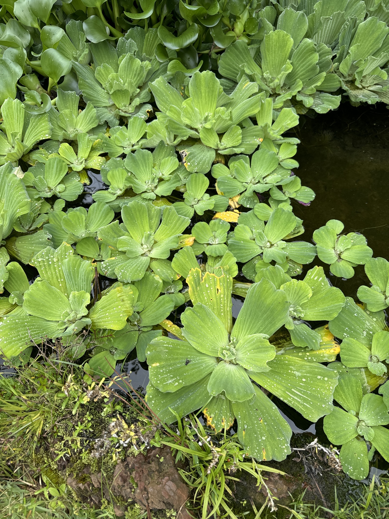 Photo of Water Lettuce (4/7)