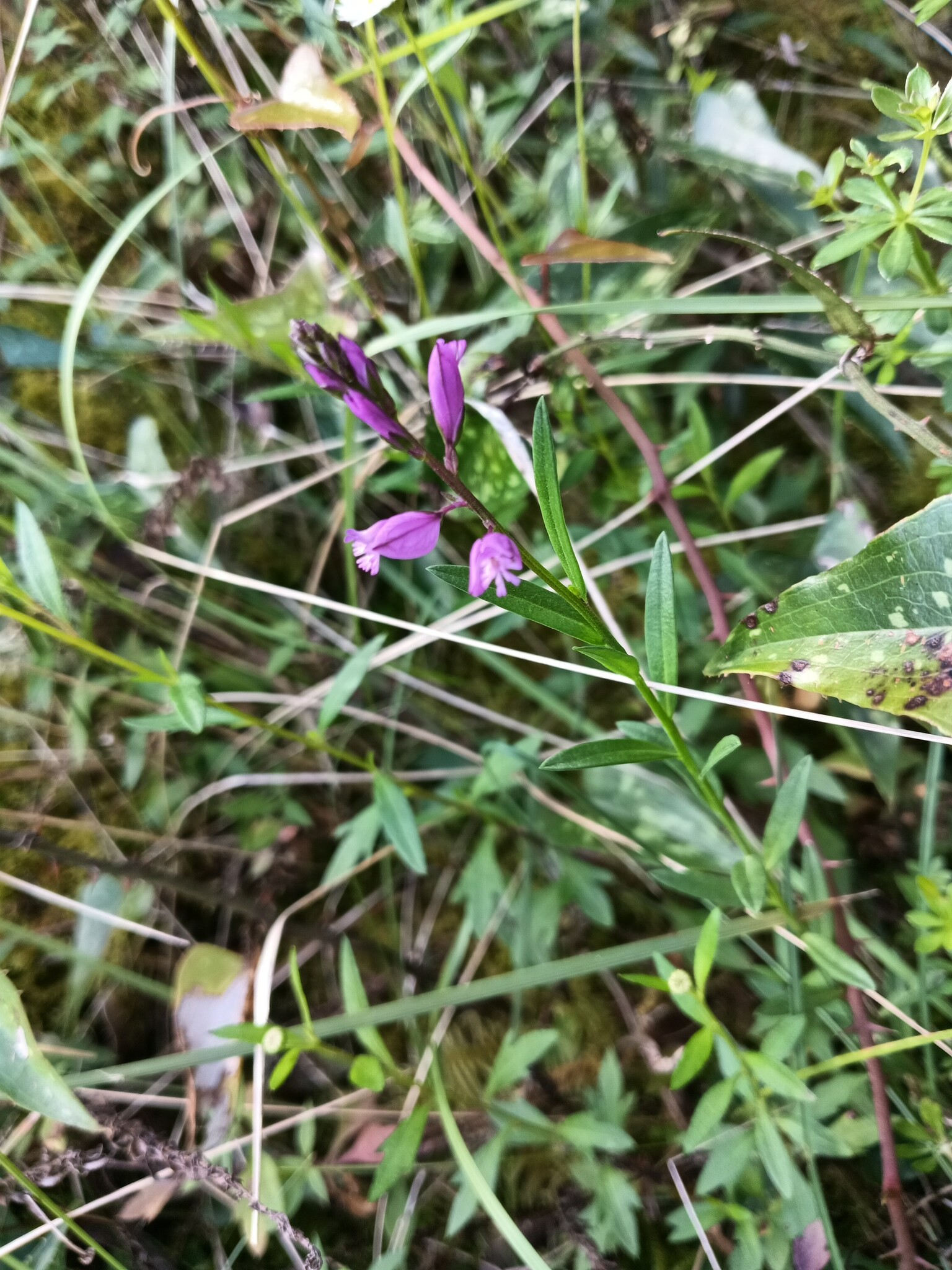 Photo of Common Milkwort (6/6)