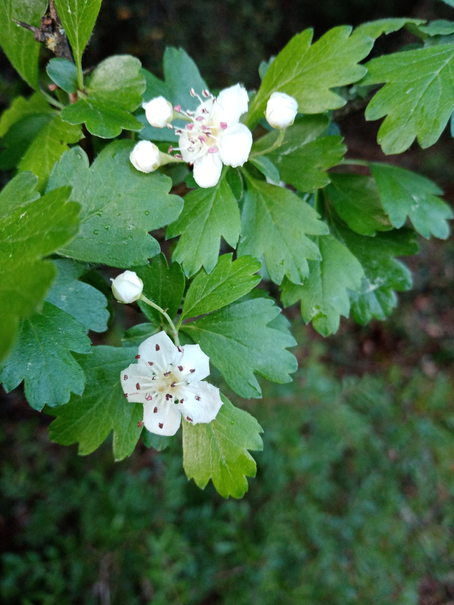 Photo of common hawthorn (12/12)