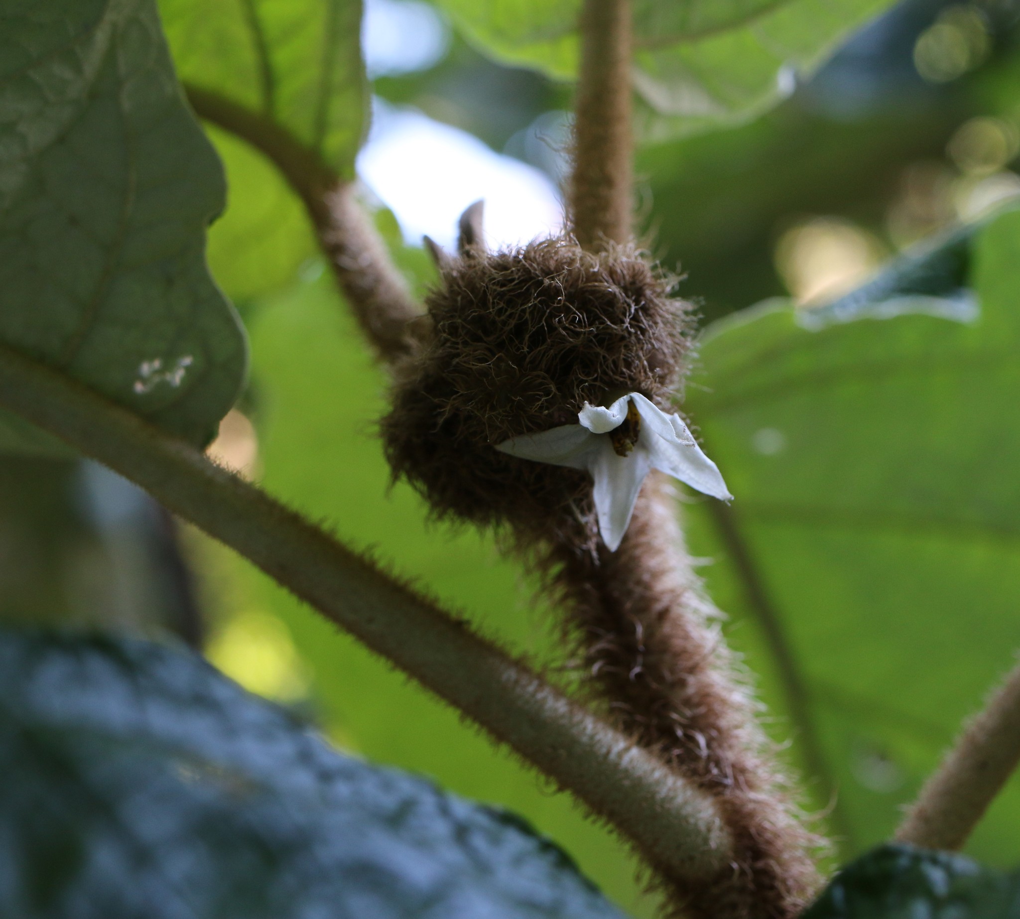 Photo of Solanum cernuum (6/7)
