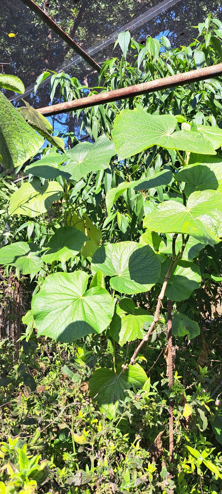 Photo of pariparoba (7/7)