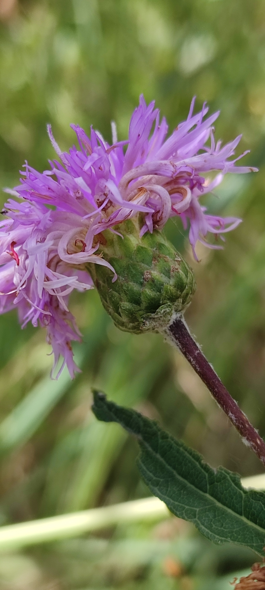 Photo of Lessingianthus coriaceus (2/8)