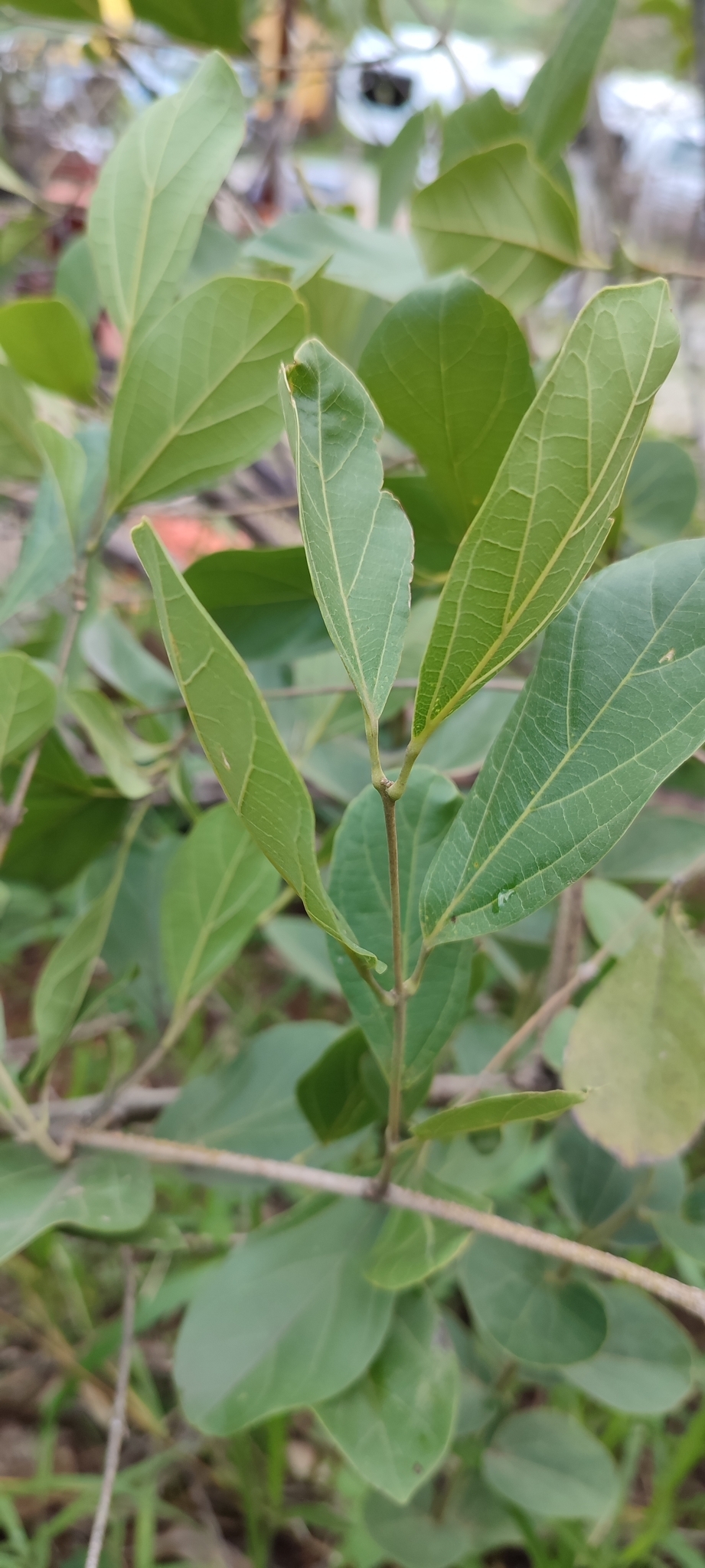 Photo of Cuspidaria pulchra (5/12)