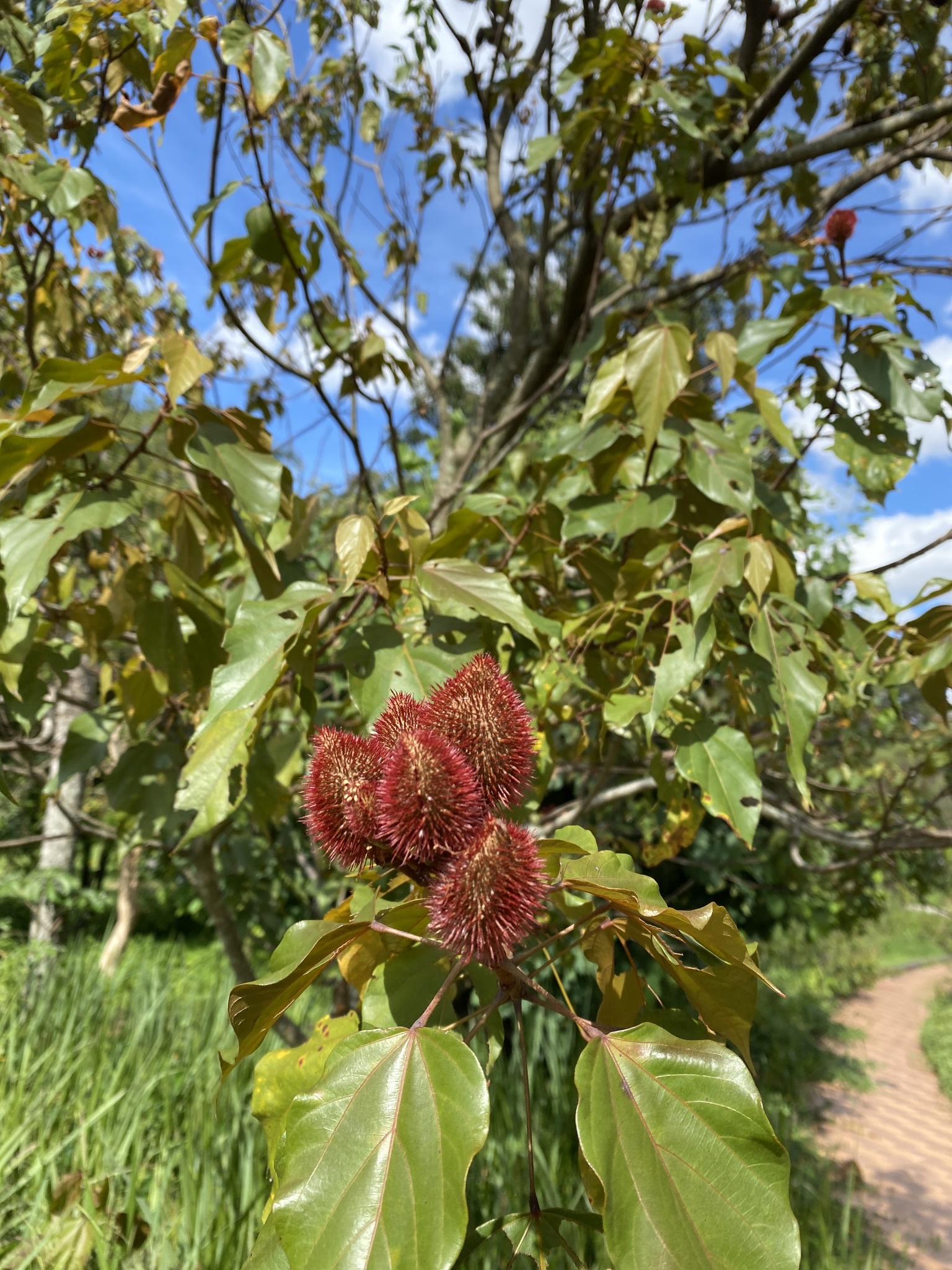 Photo of Lipsticktree (4/8)