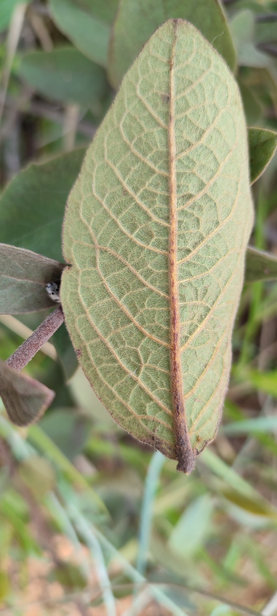 Photo of Heteropterys campestris (11/12)