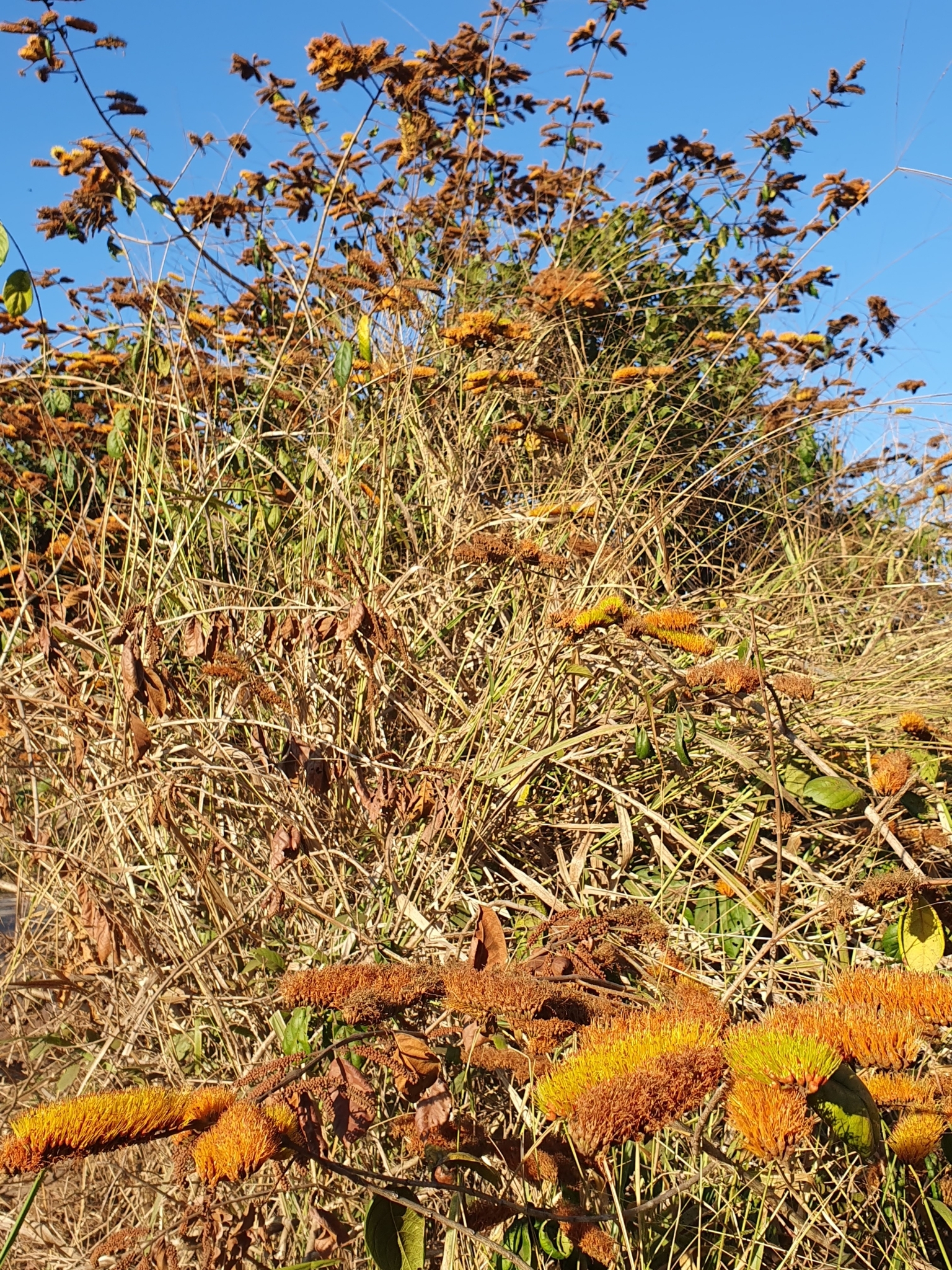 Photo of Combretum fruticosum (1/9)