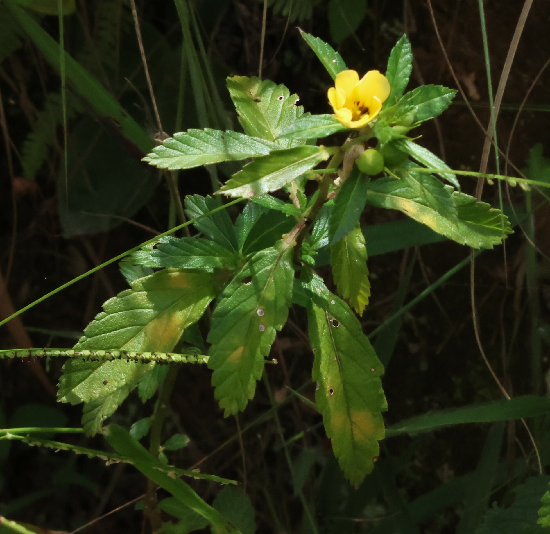 Photo of Cuban Buttercup (5/12)