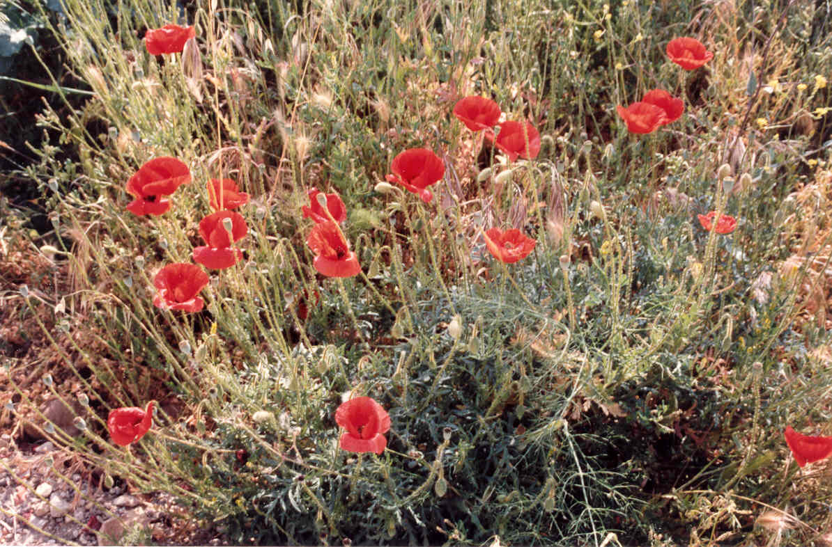 Photo of common poppy (1/12)