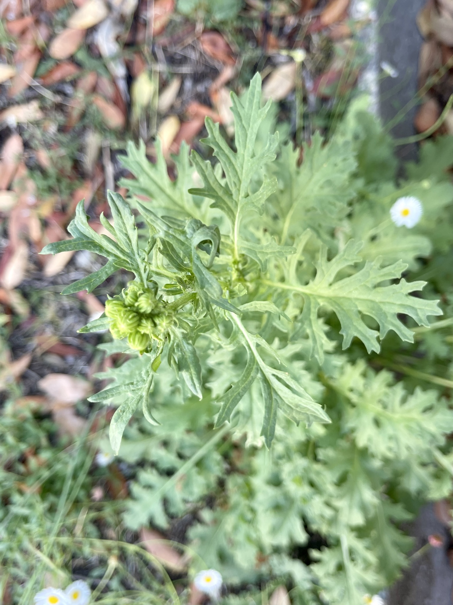 Photo of ragwort (3/9)