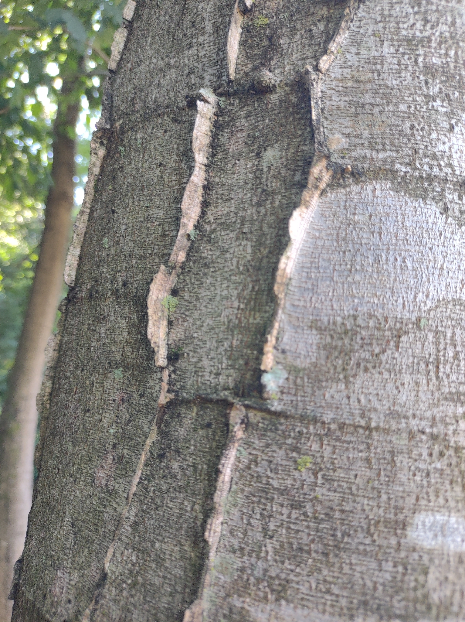 Photo of Piptadenia gonoacantha (6/7)