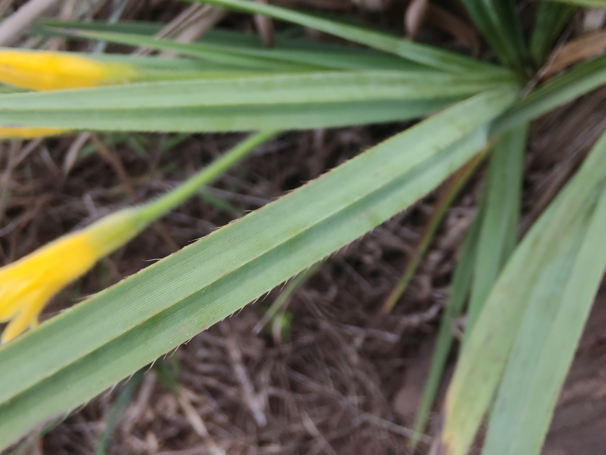 Photo of Barbacenia (7/7)