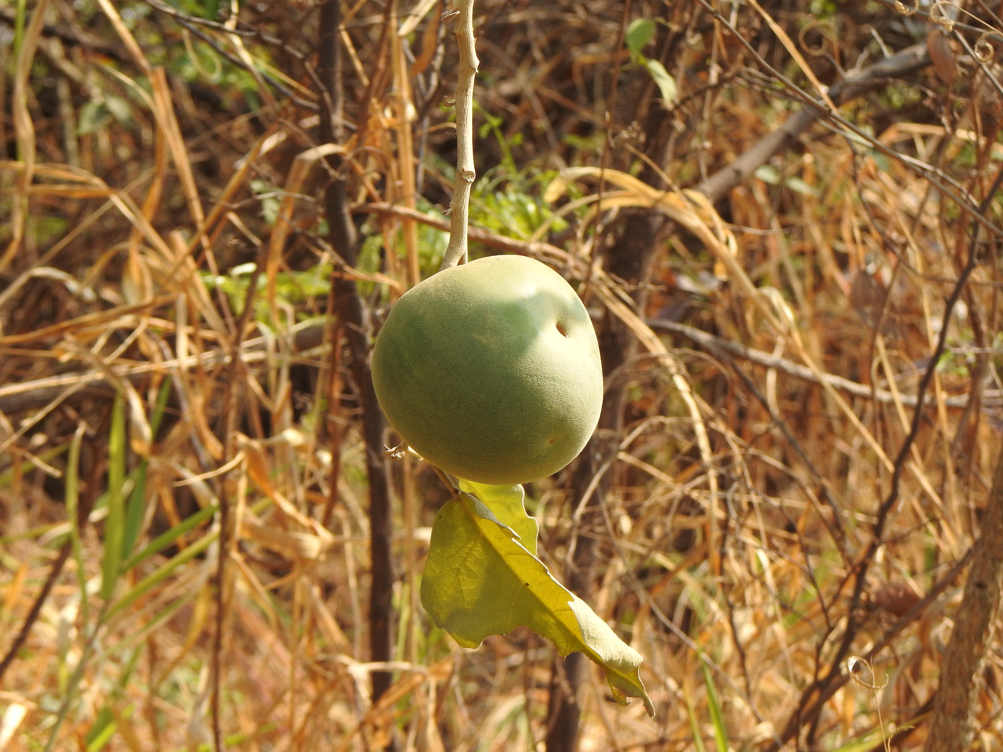 Photo of wolf-apple (7/12)