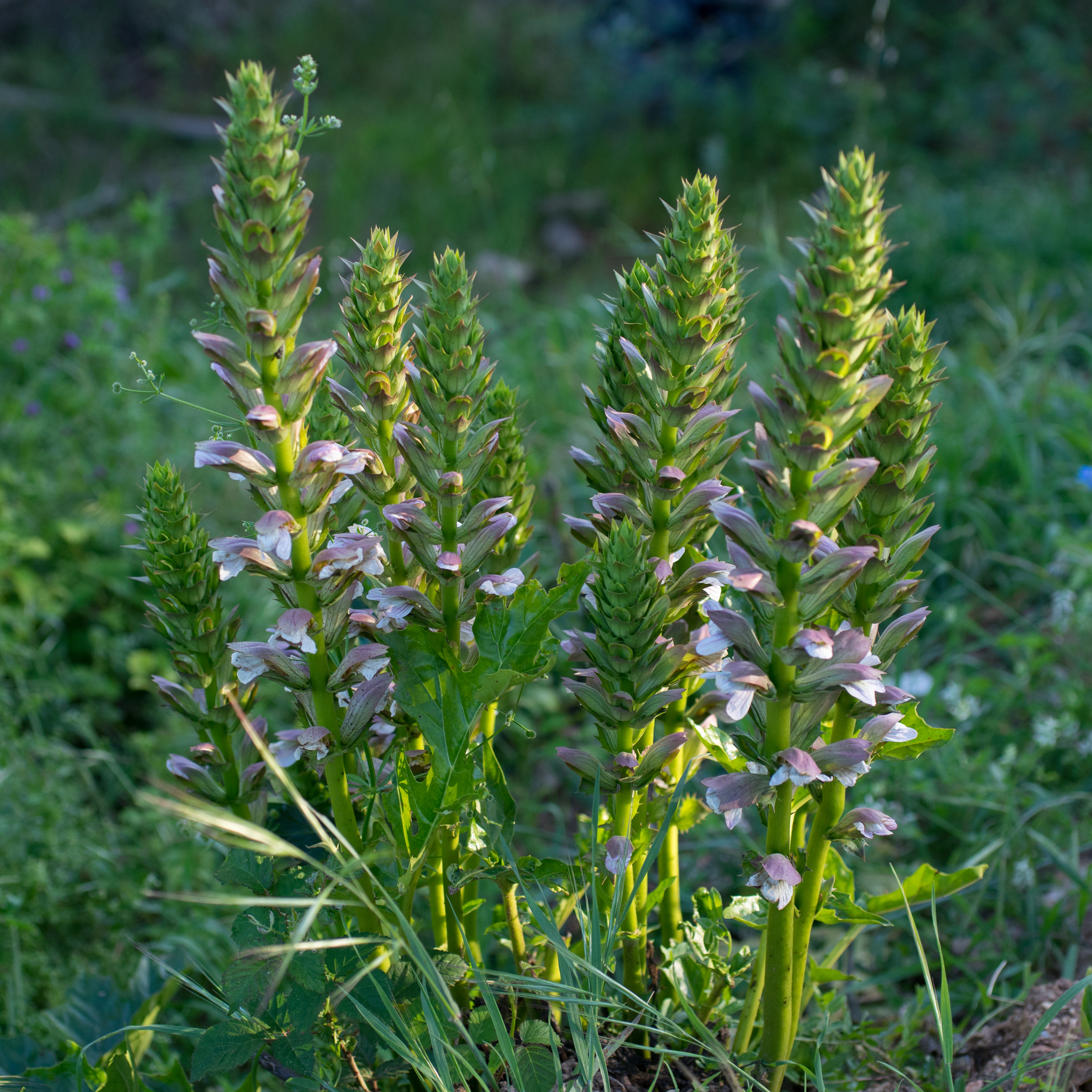 Photo of Bear's breeches (1/9)